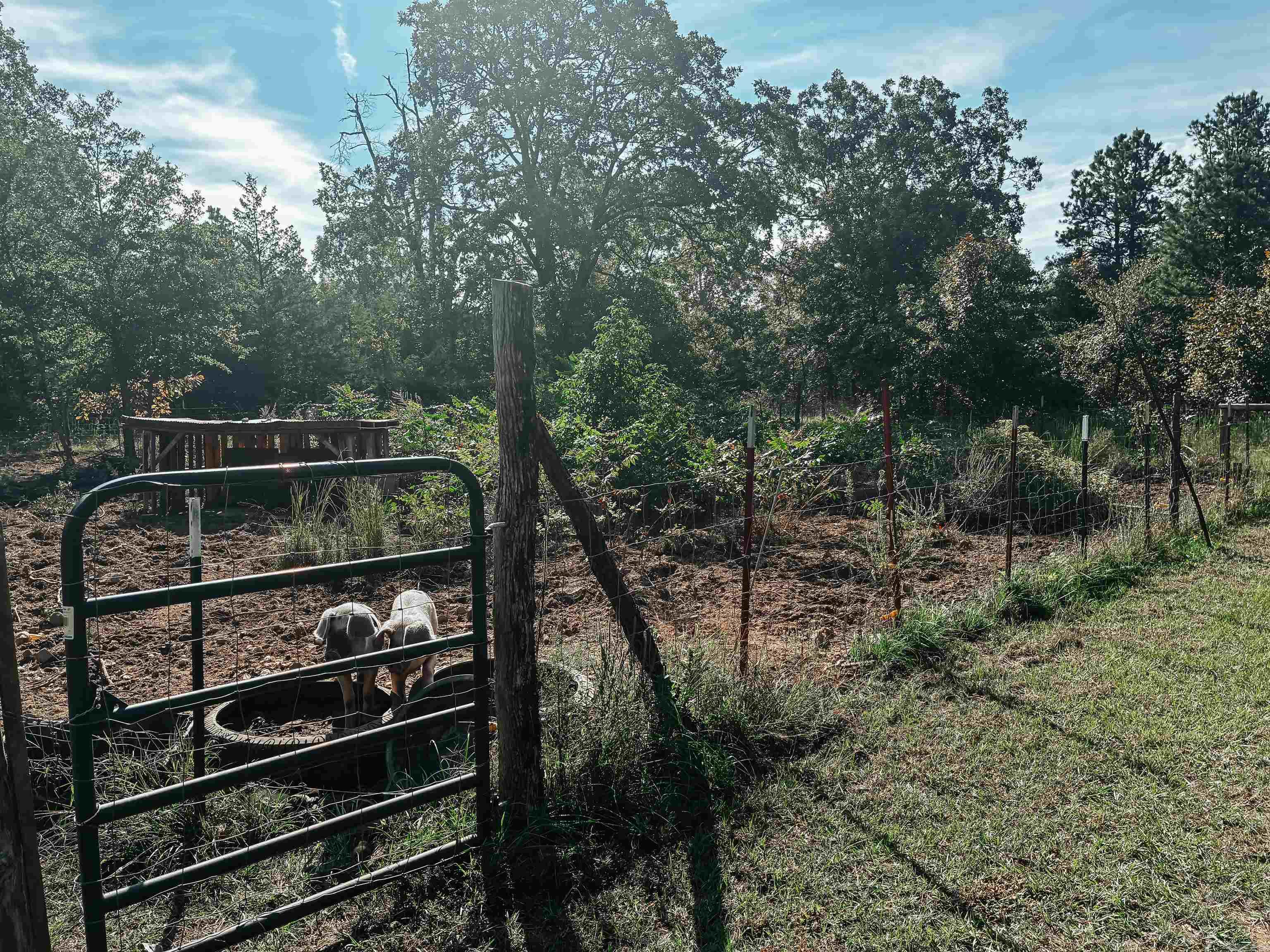 299 Foy Lane  Delaware, AR