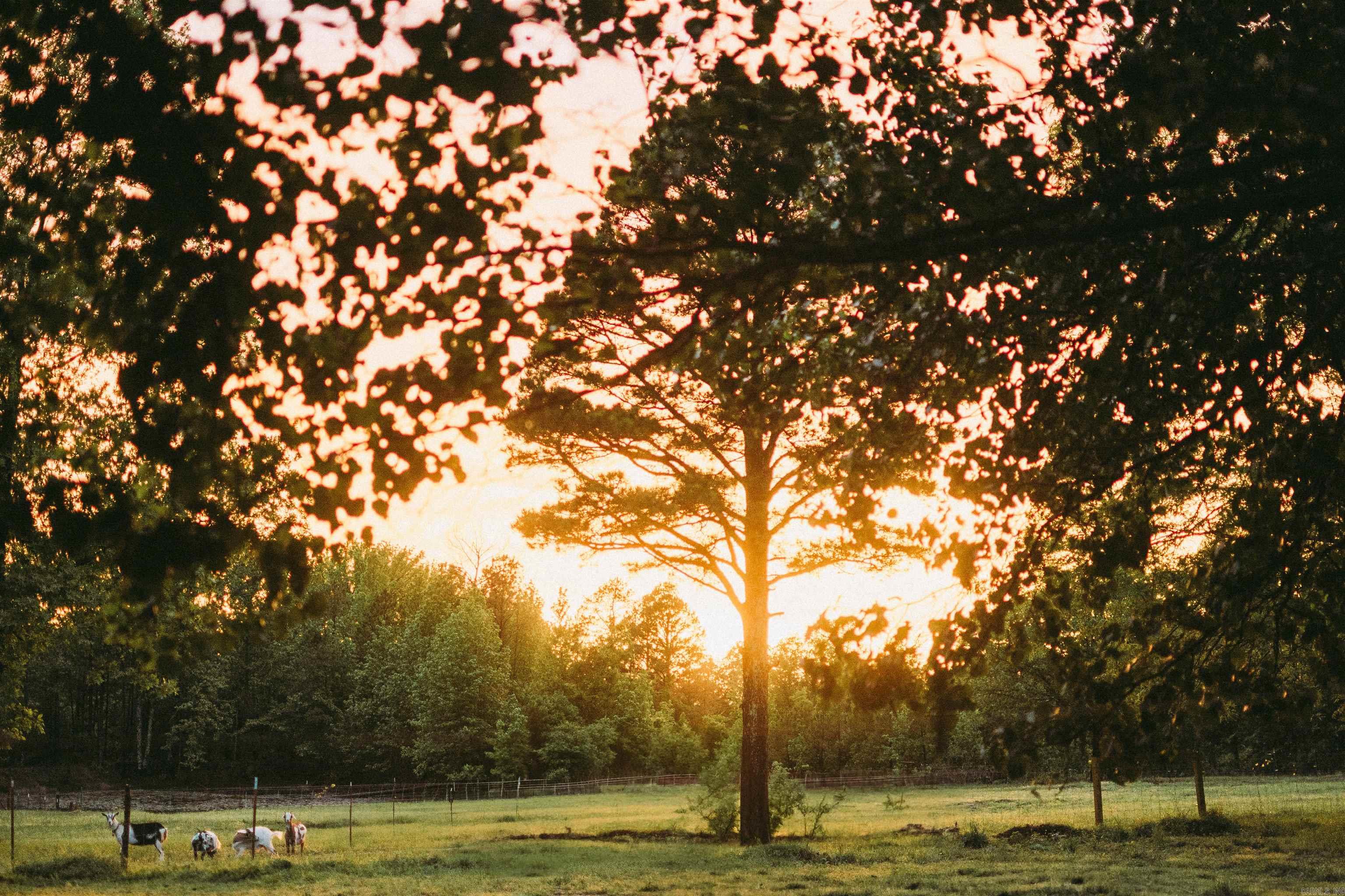 299 Foy Lane  Delaware, AR