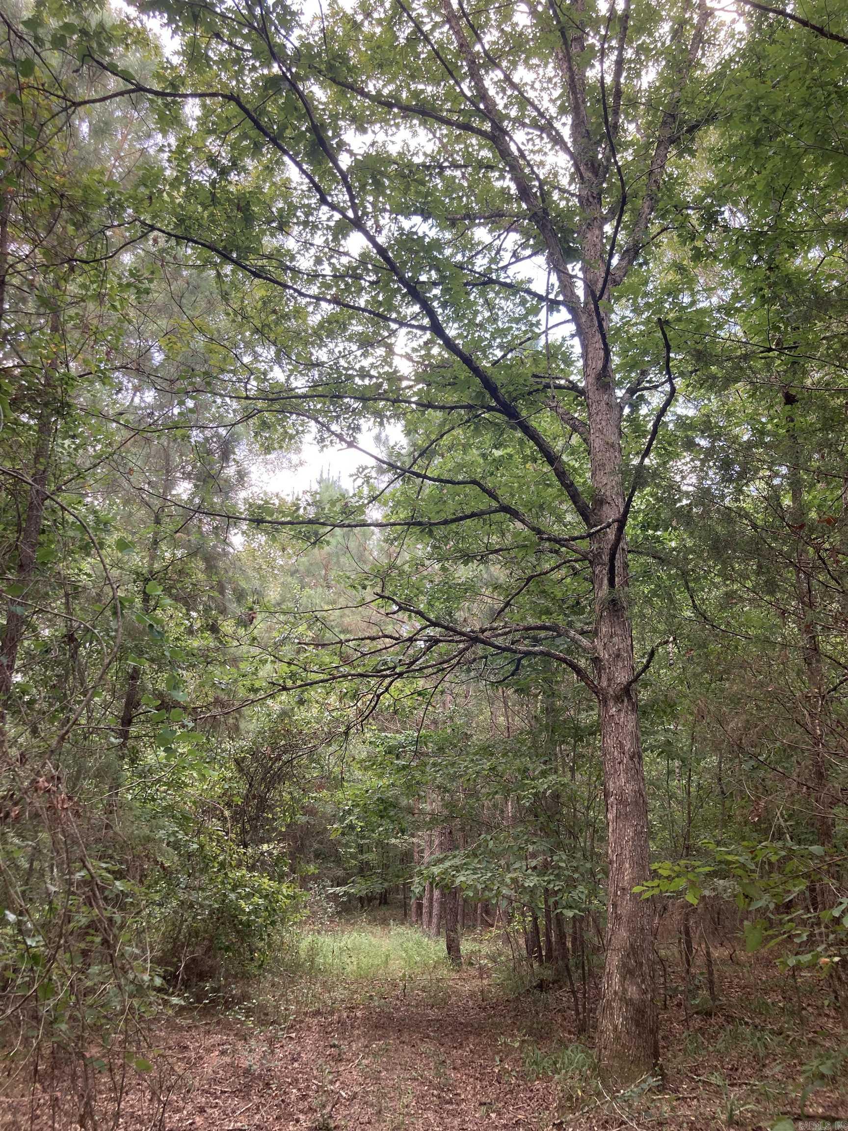 TBD Polk Road 31  Cove, AR