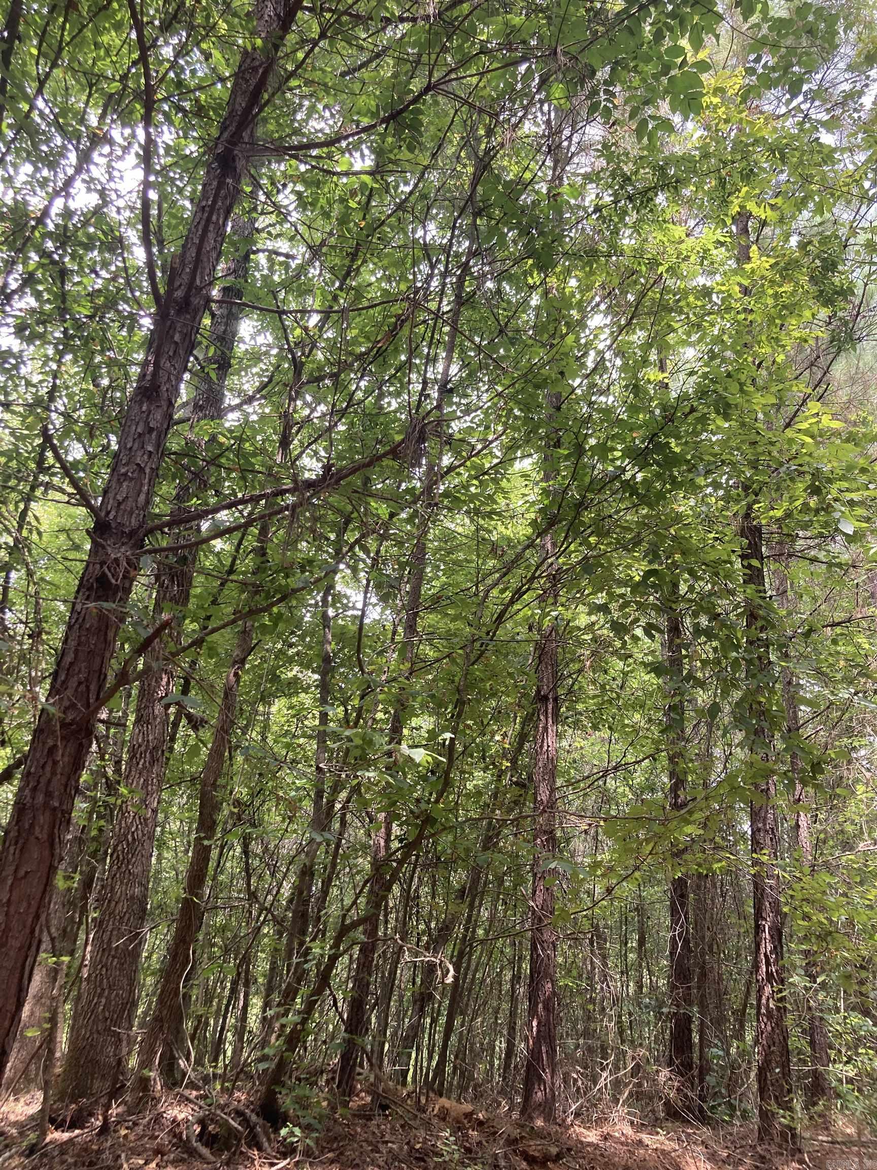 TBD Polk Road 31  Cove, AR