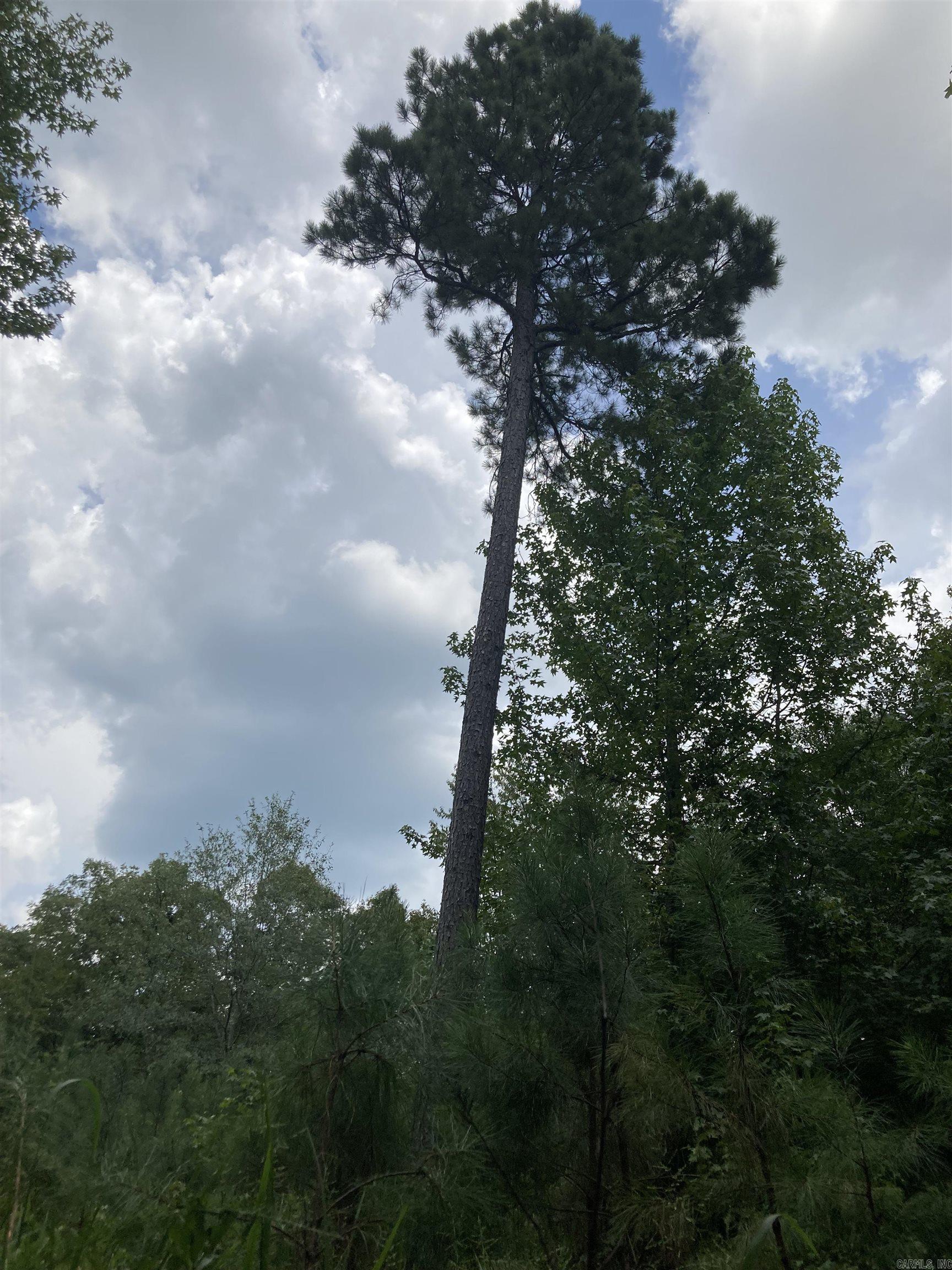 TBD Polk Road 31  Cove, AR