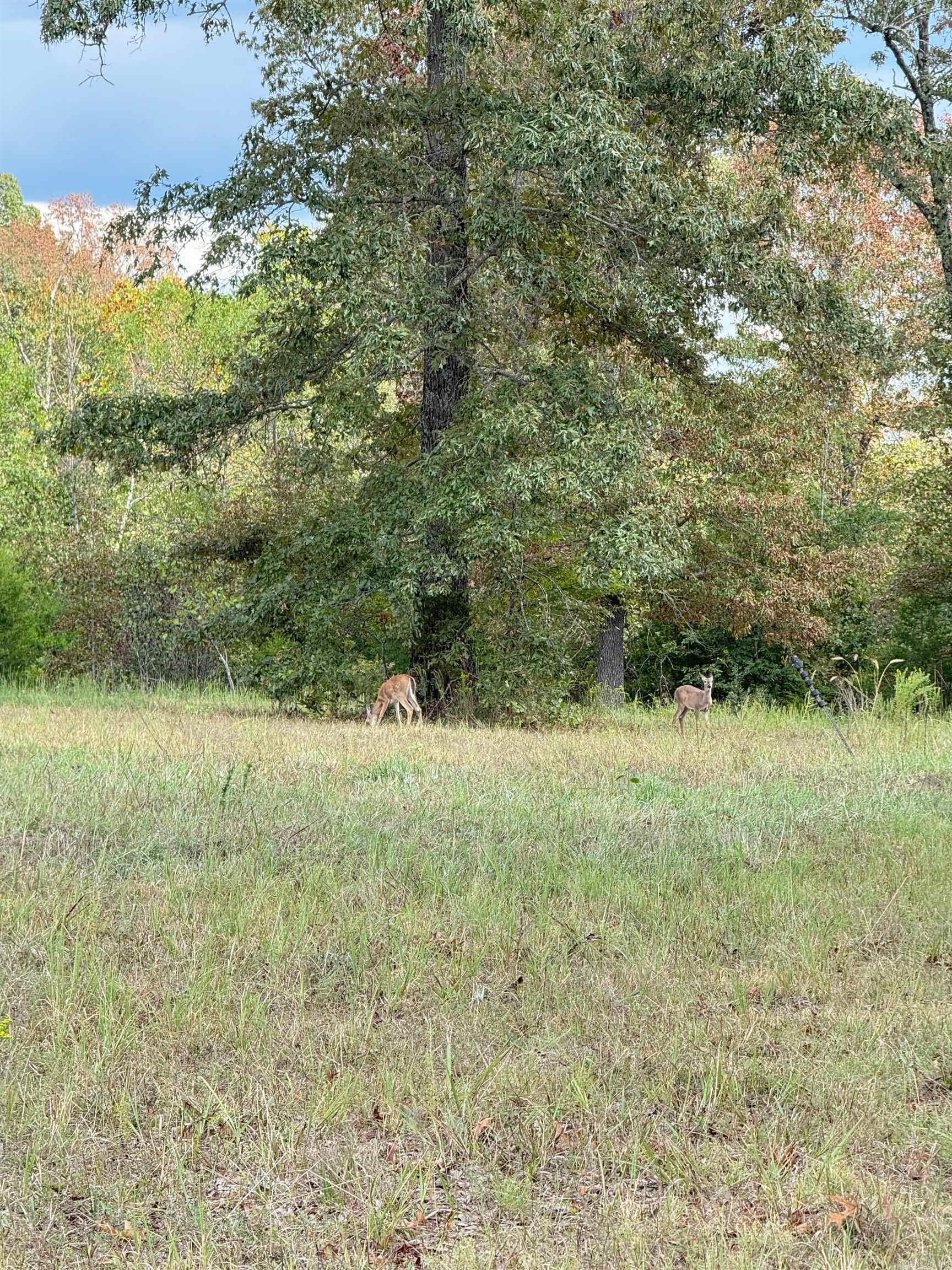 0 Young Rd  Salem, AR