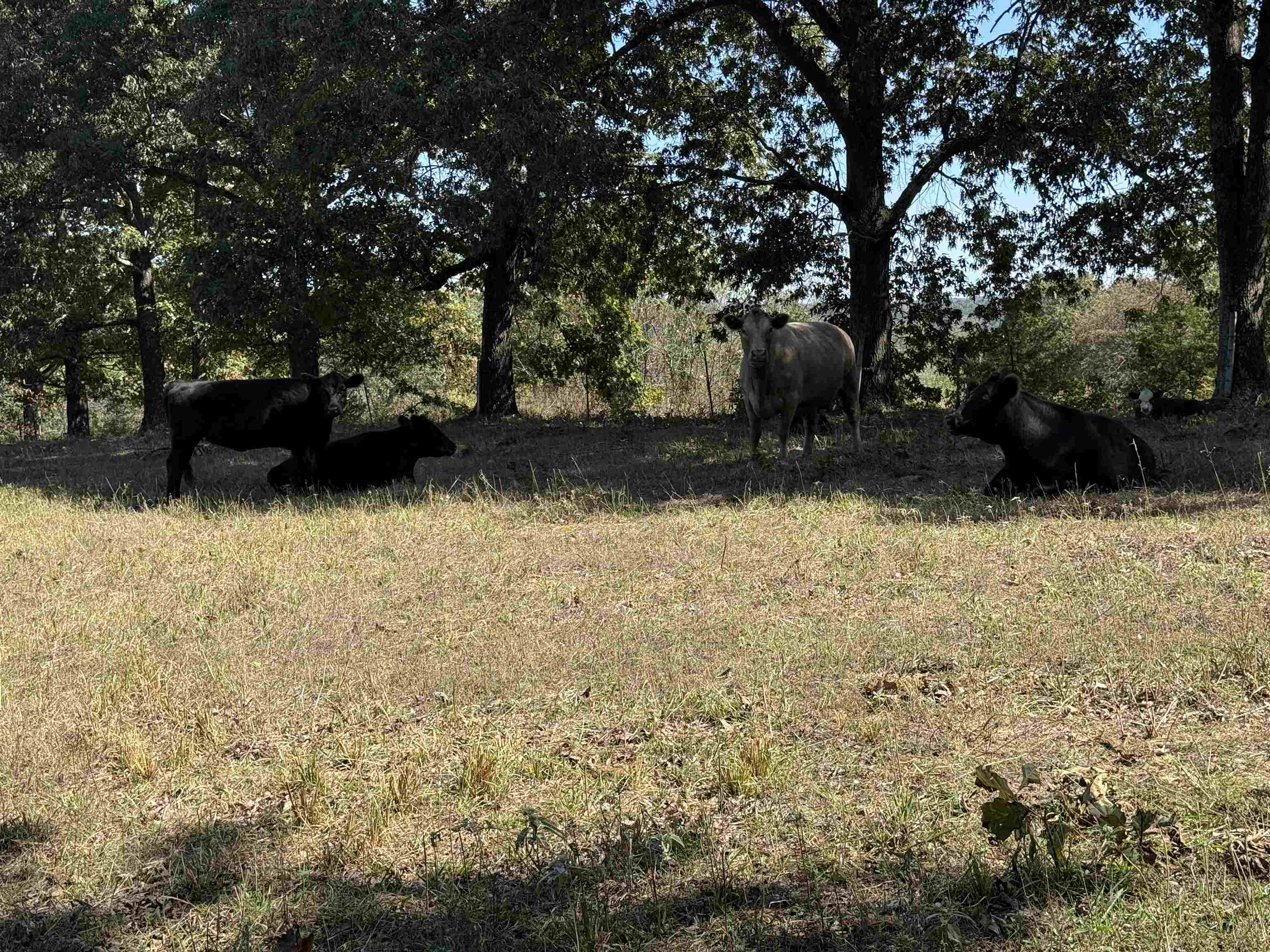 217 Carpenter Road  Evening Shade, AR