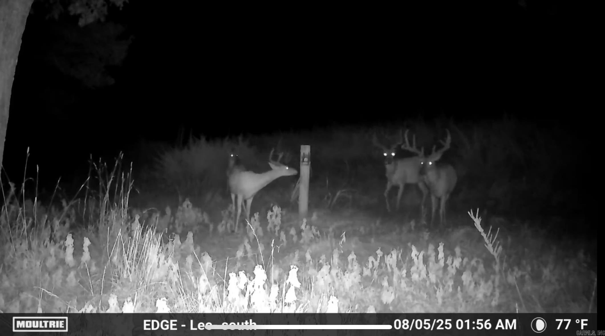 00 Calico  Clinton, AR