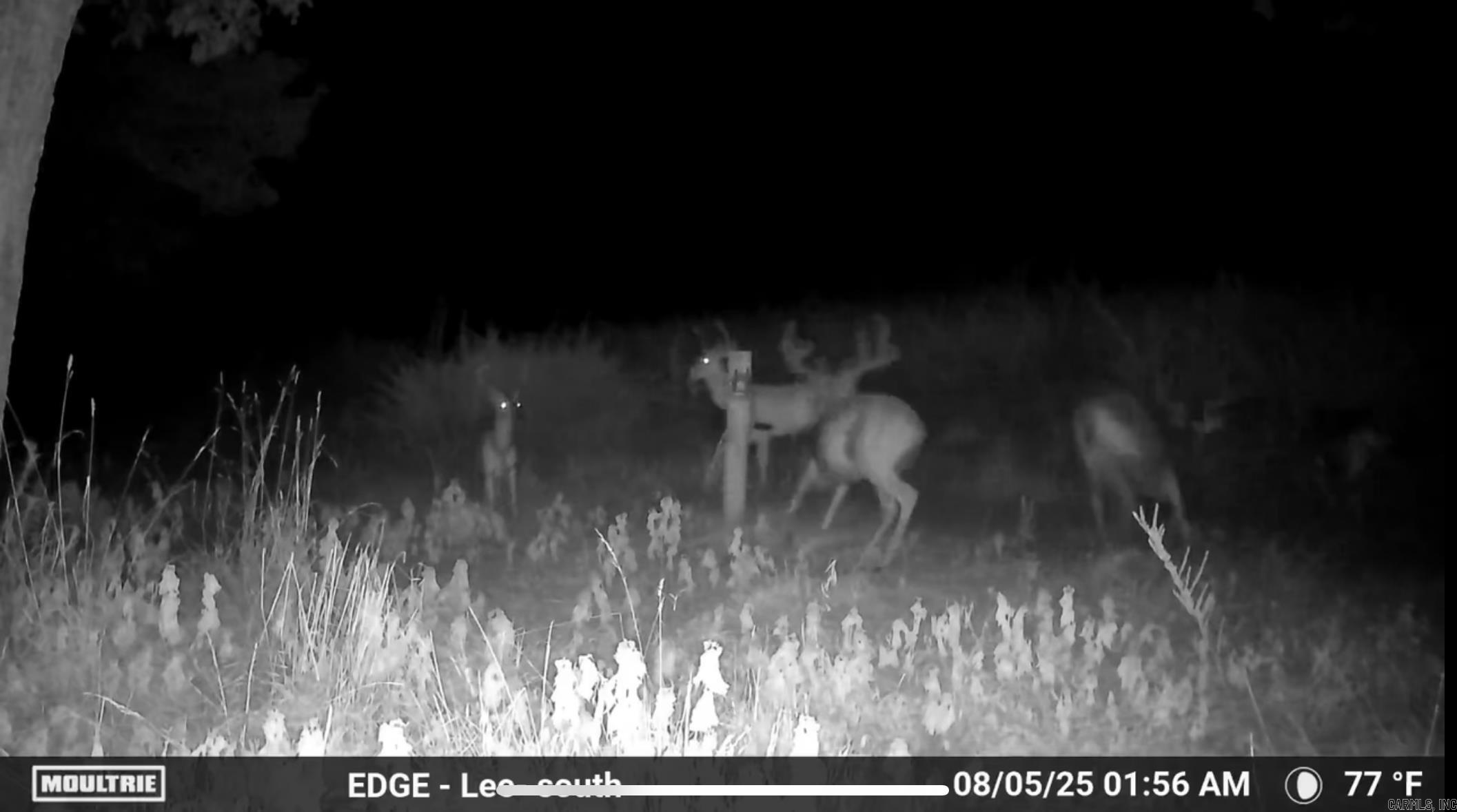 00 Calico  Clinton, AR