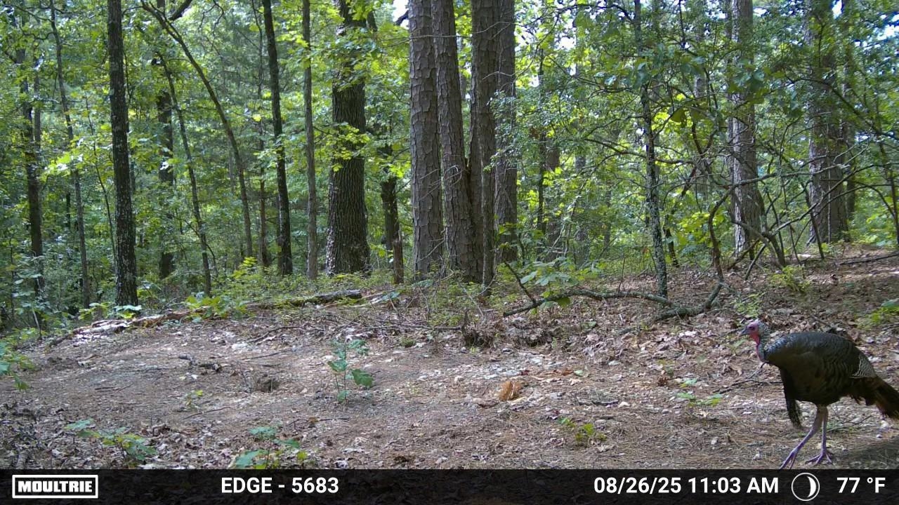 84A County Road 154  Mount Pleasant, AR