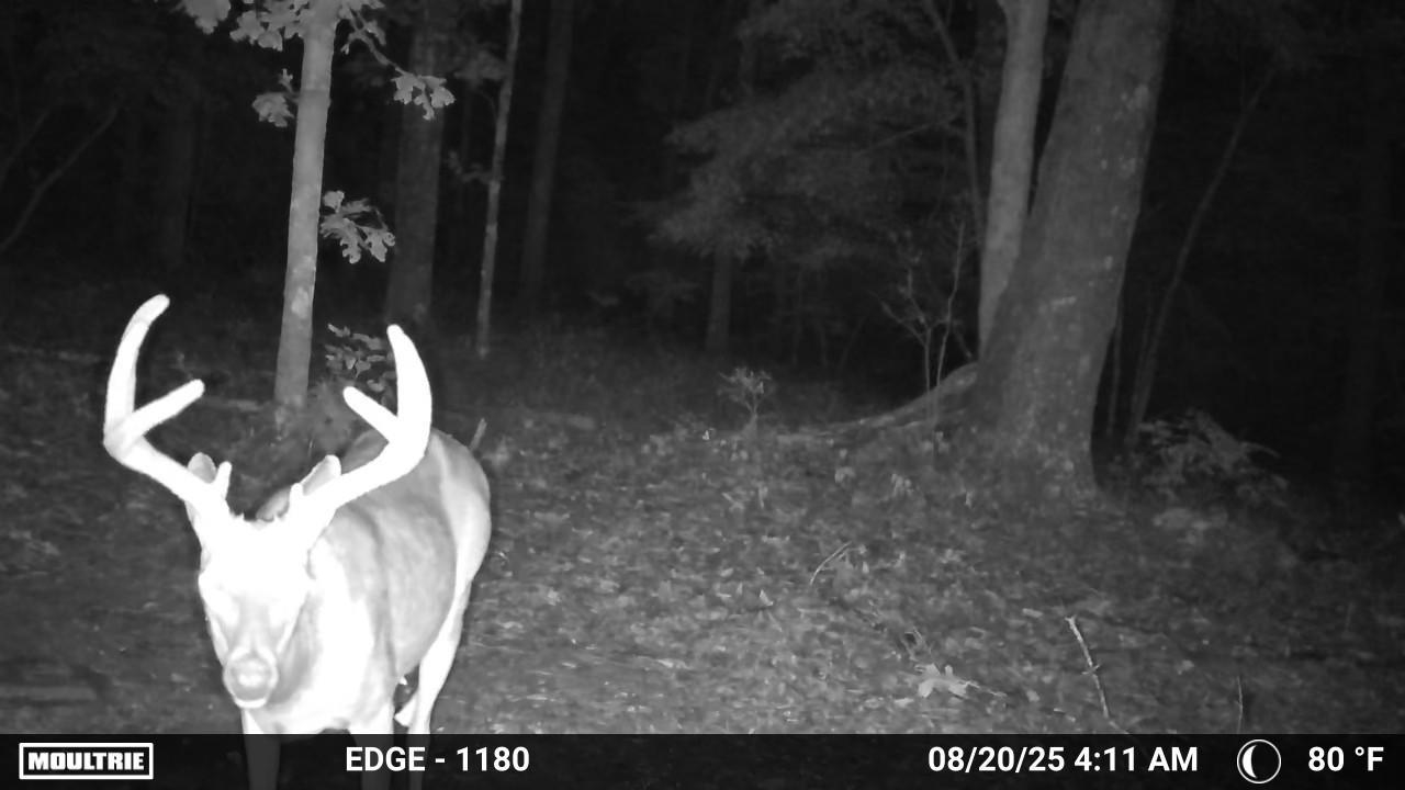 84A County Road 154  Mount Pleasant, AR