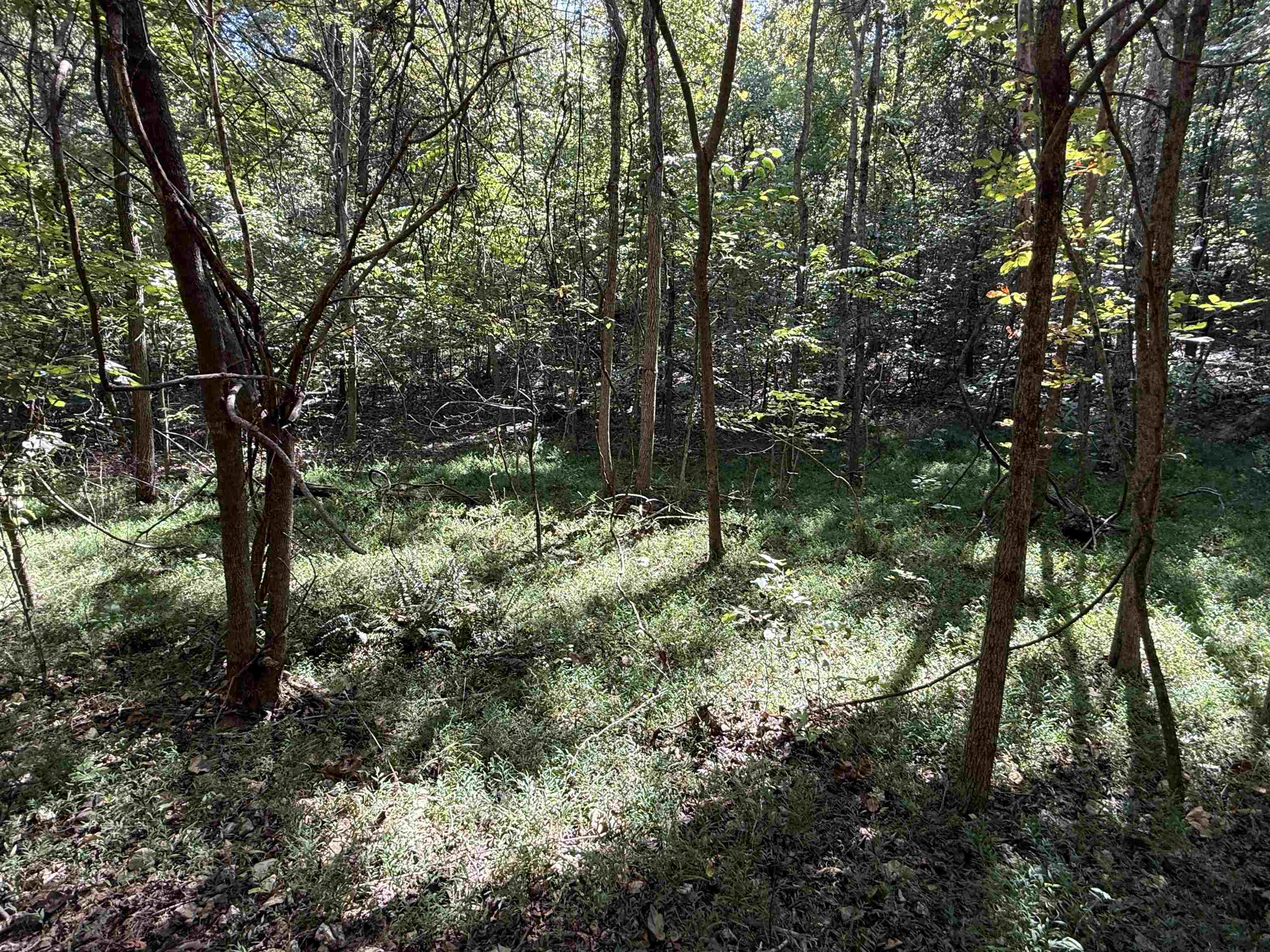 46A Lafferty Road  Mount Pleasant, AR