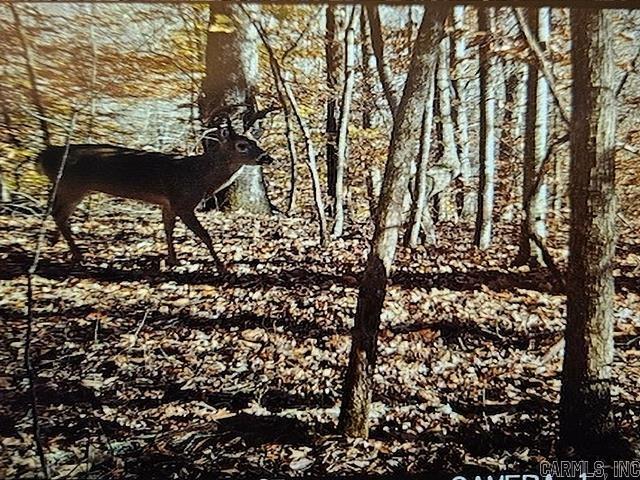 557 PRIVATE ROAD 5028  Oark, AR