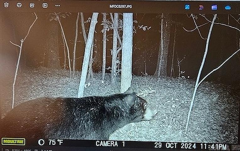 557 PRIVATE ROAD 5028  Oark, AR