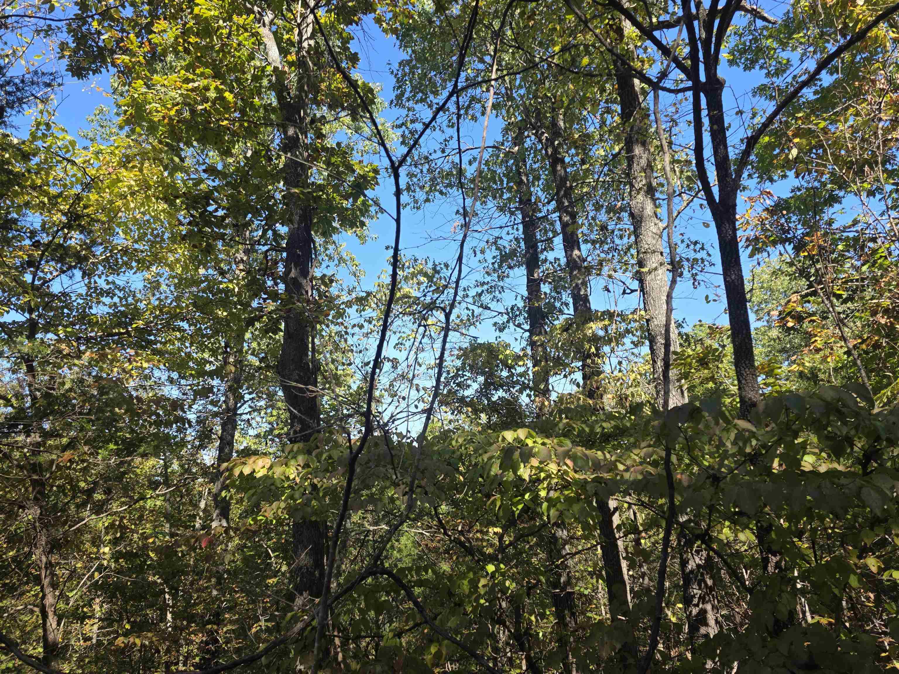 L10B4 Clatsop  Cherokee Village, AR