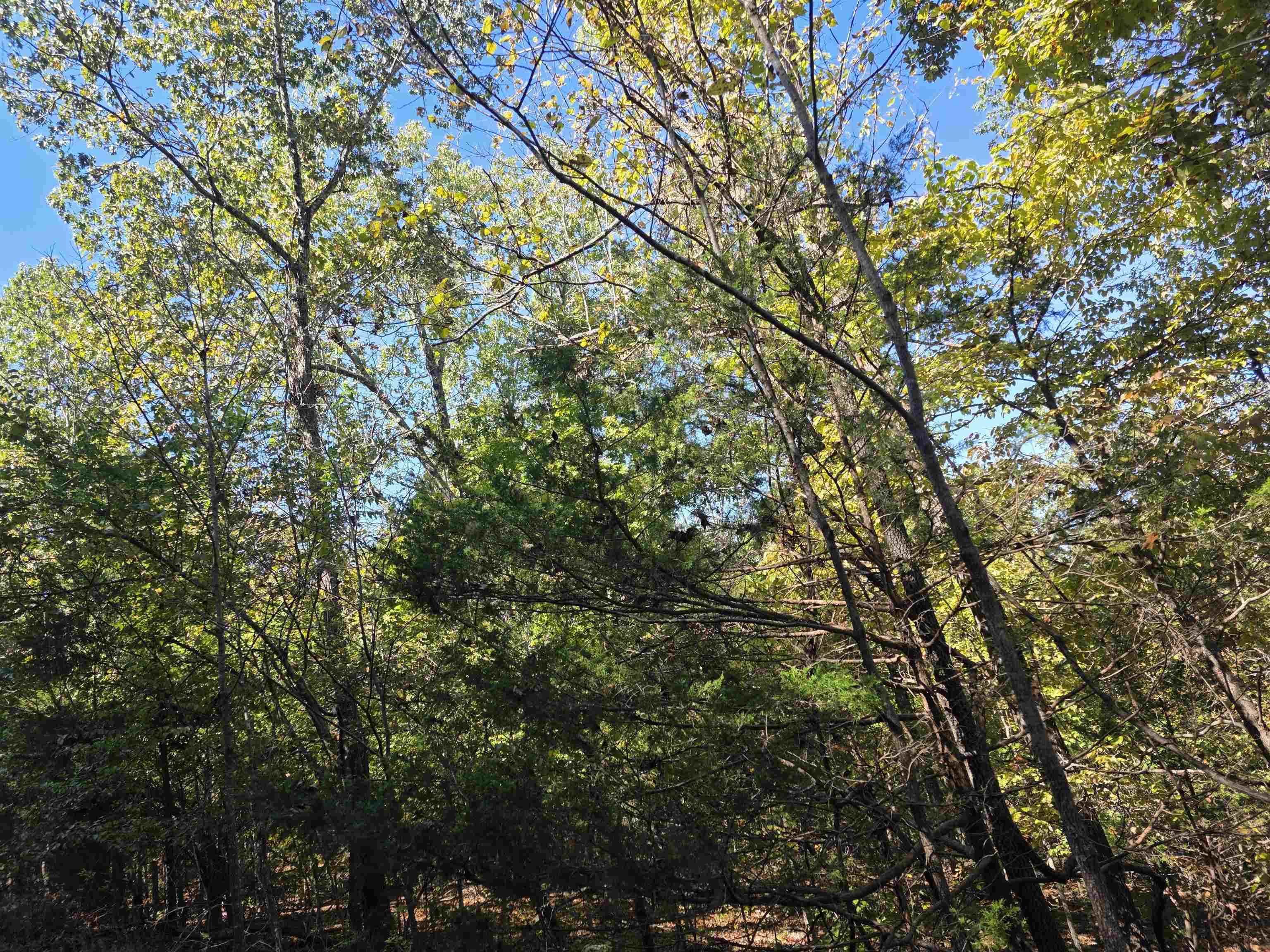 L10B4 Clatsop  Cherokee Village, AR
