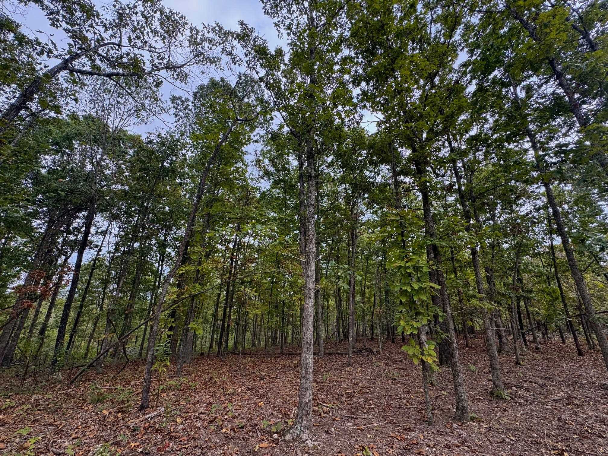 XX Firetower  Hardy, AR