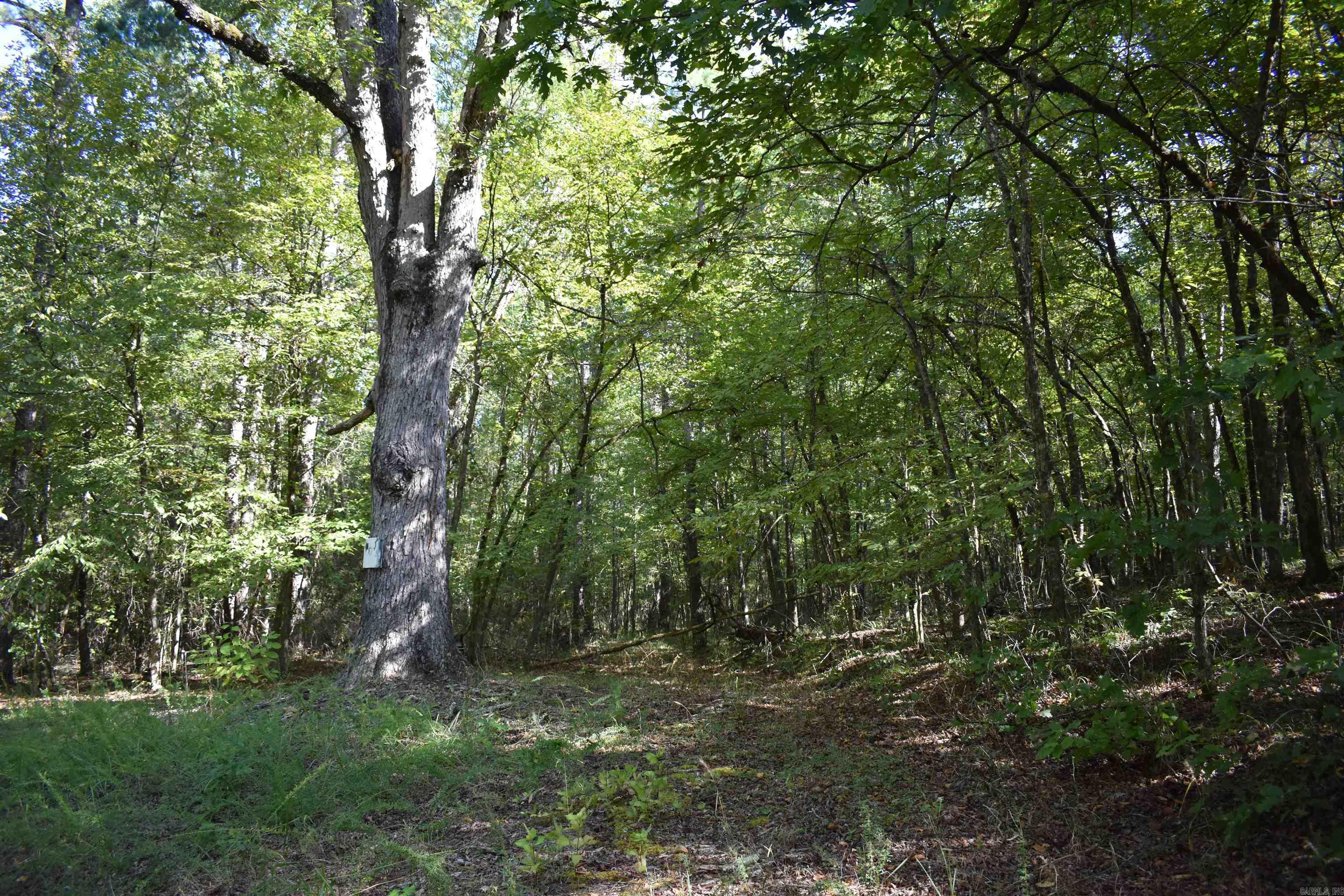 0000 FS RD 795  Bluffton, AR