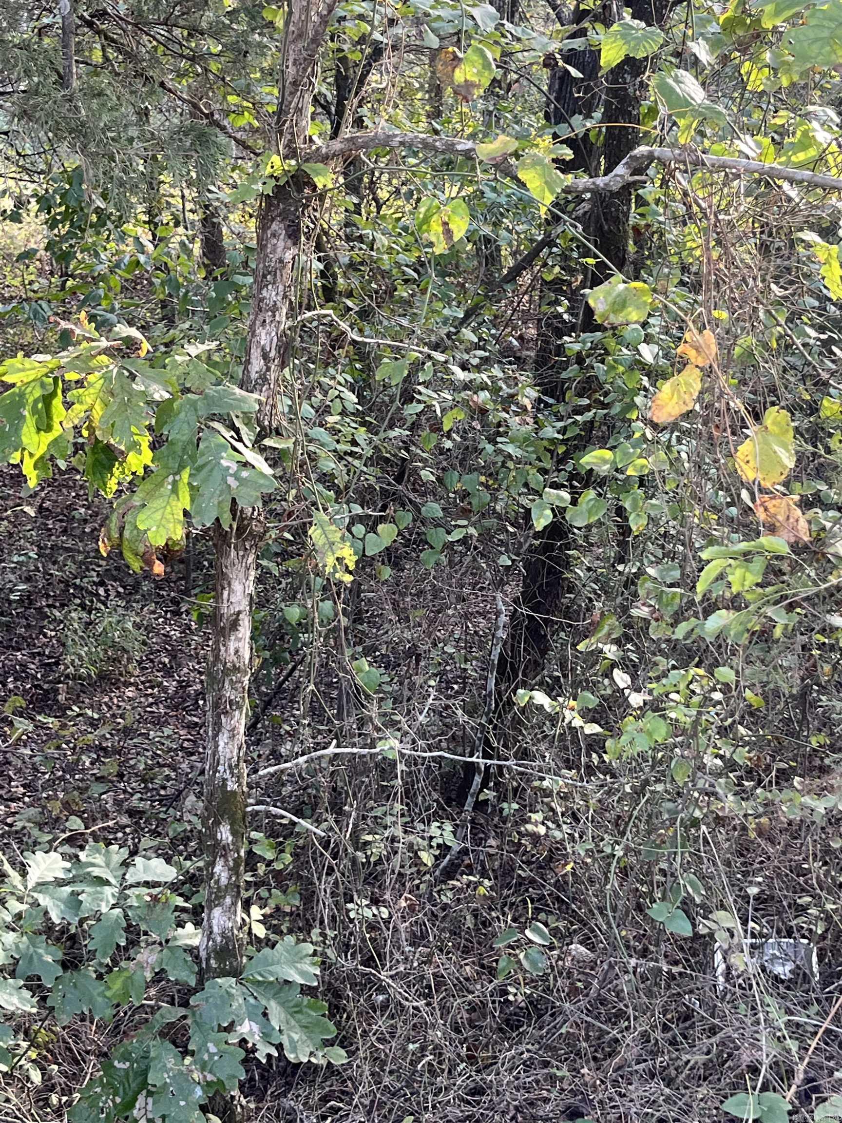 2 Silver Fox Ridge Road  Salem, AR