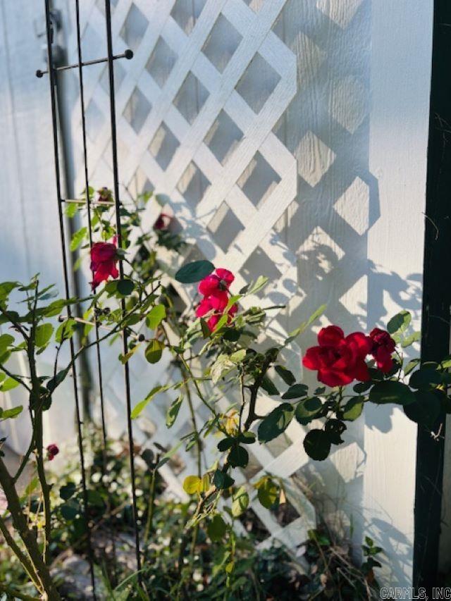 2802 honeysuckle  Russellville, AR