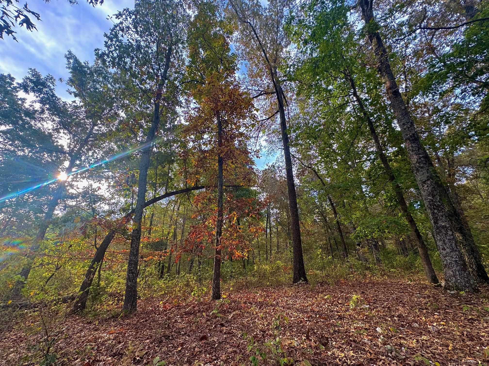 Lot 29 Goodwin Cove Lot 29, Goodwin Cove, Secluded Estates Ash Flat, AR