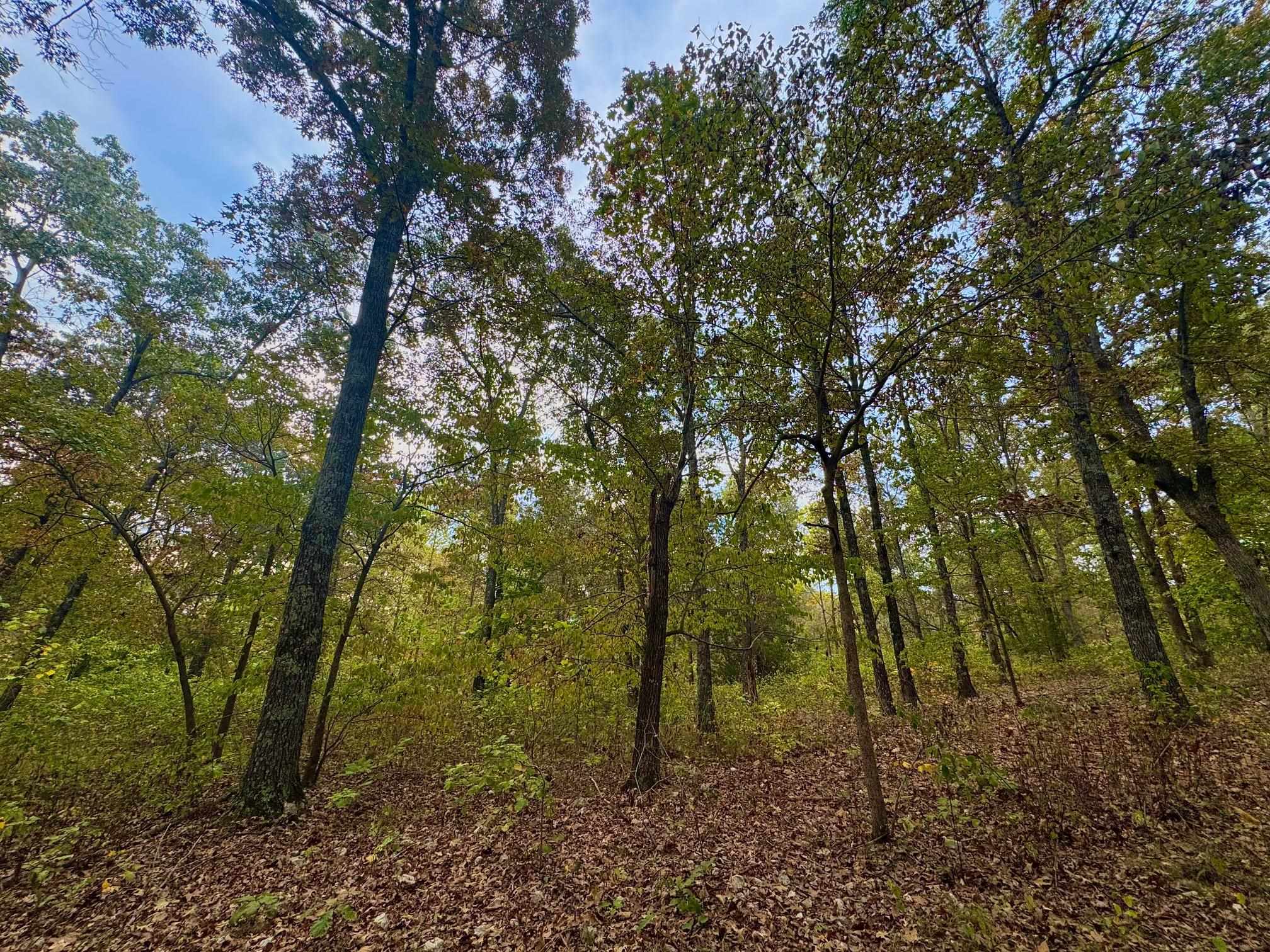 Lot 29 Goodwin Cove Lot 29, Goodwin Cove, Secluded Estates Ash Flat, AR