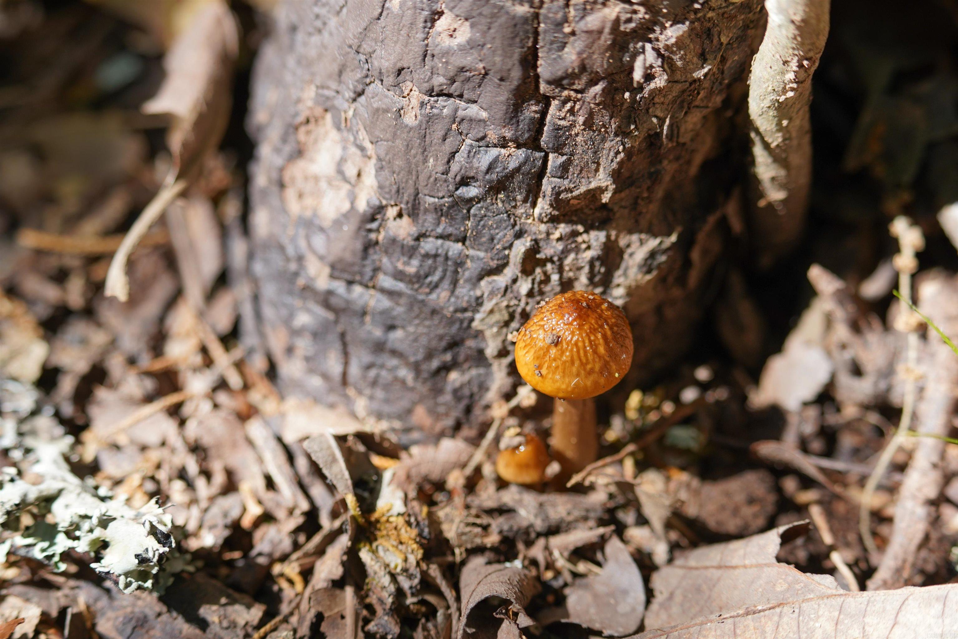 141 Wilderness  Greenbrier, AR