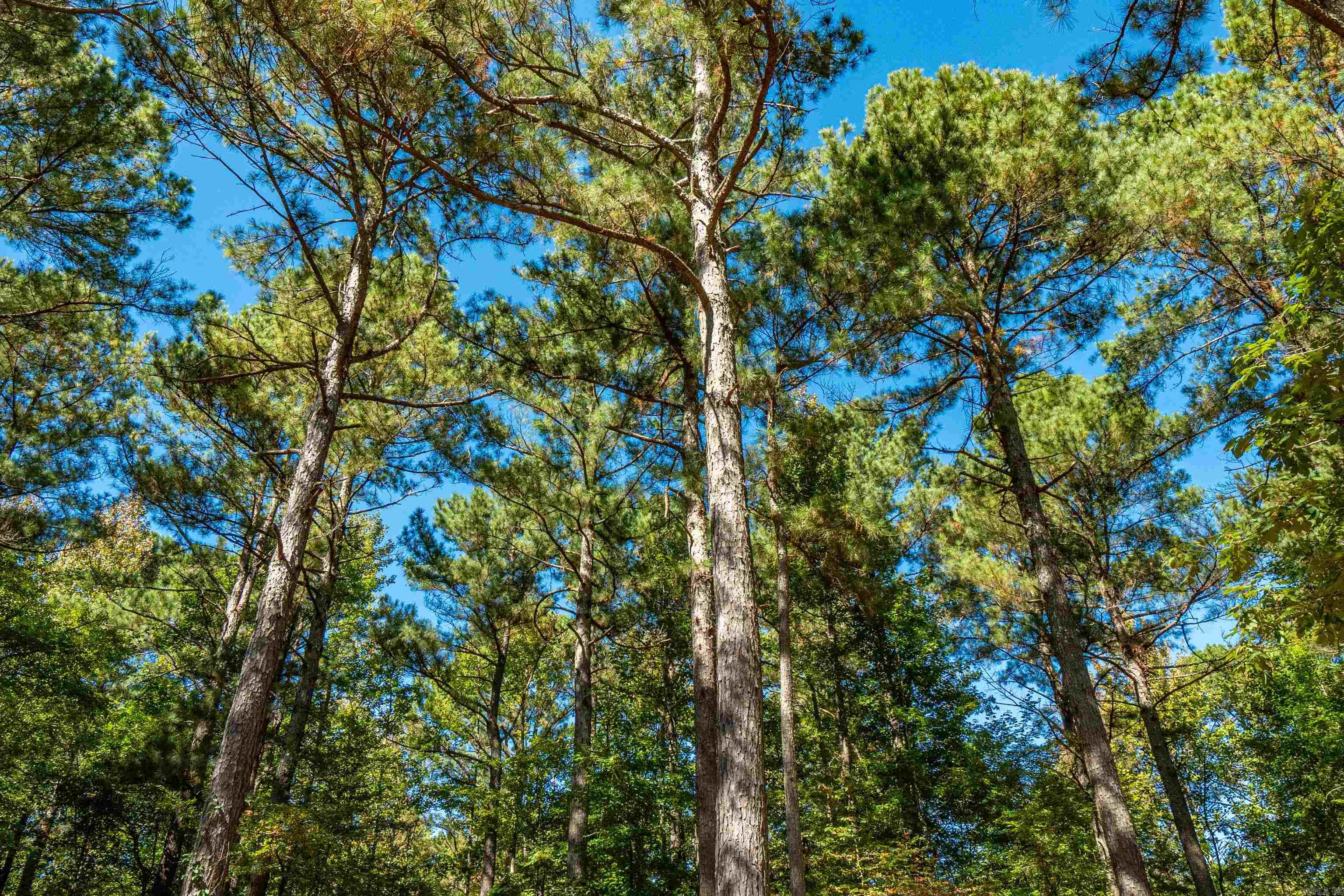 003 Stihl Rd 10. Hot Springs, AR