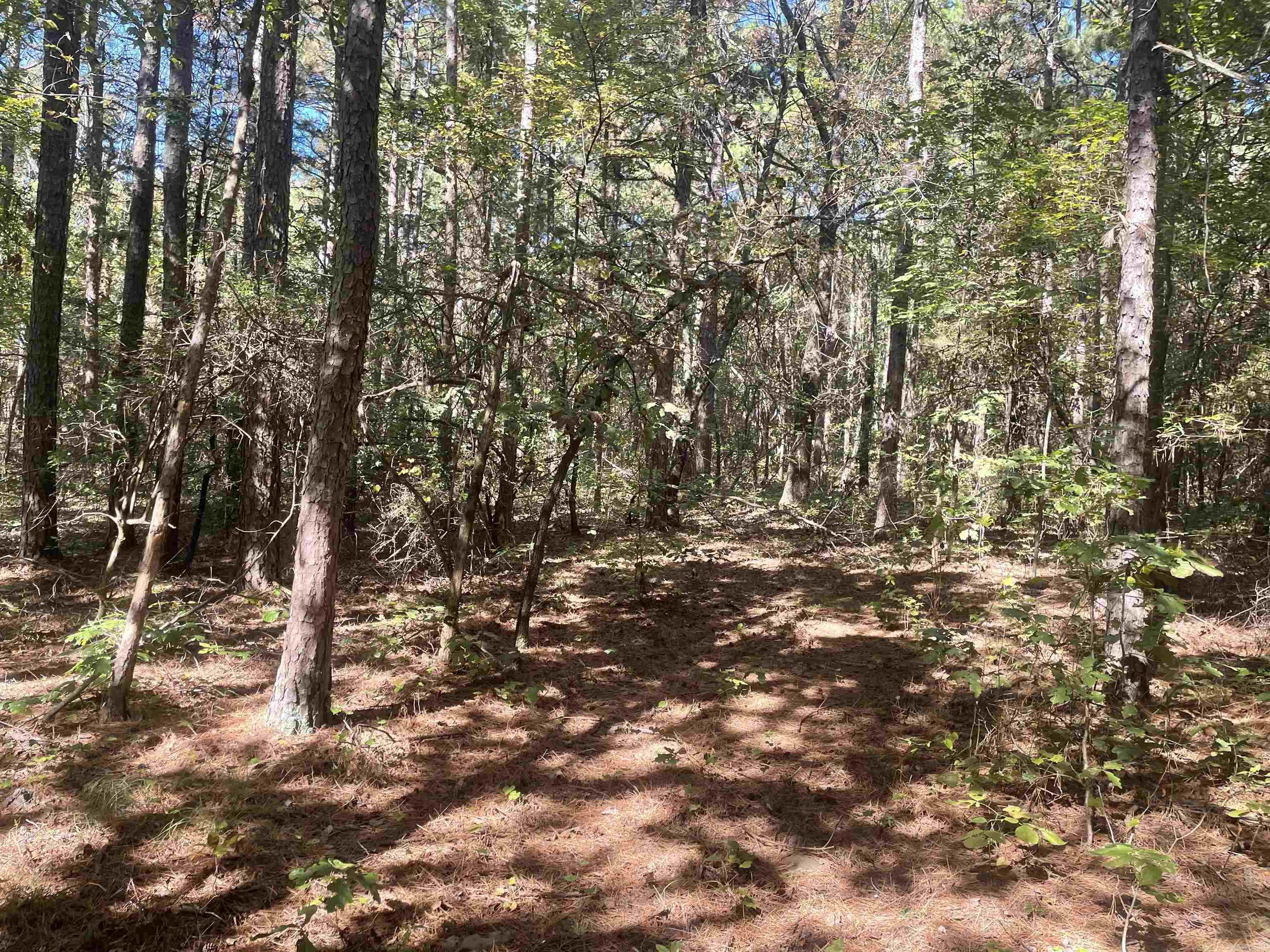 000 Sunny Fox Road  Mountain View, AR