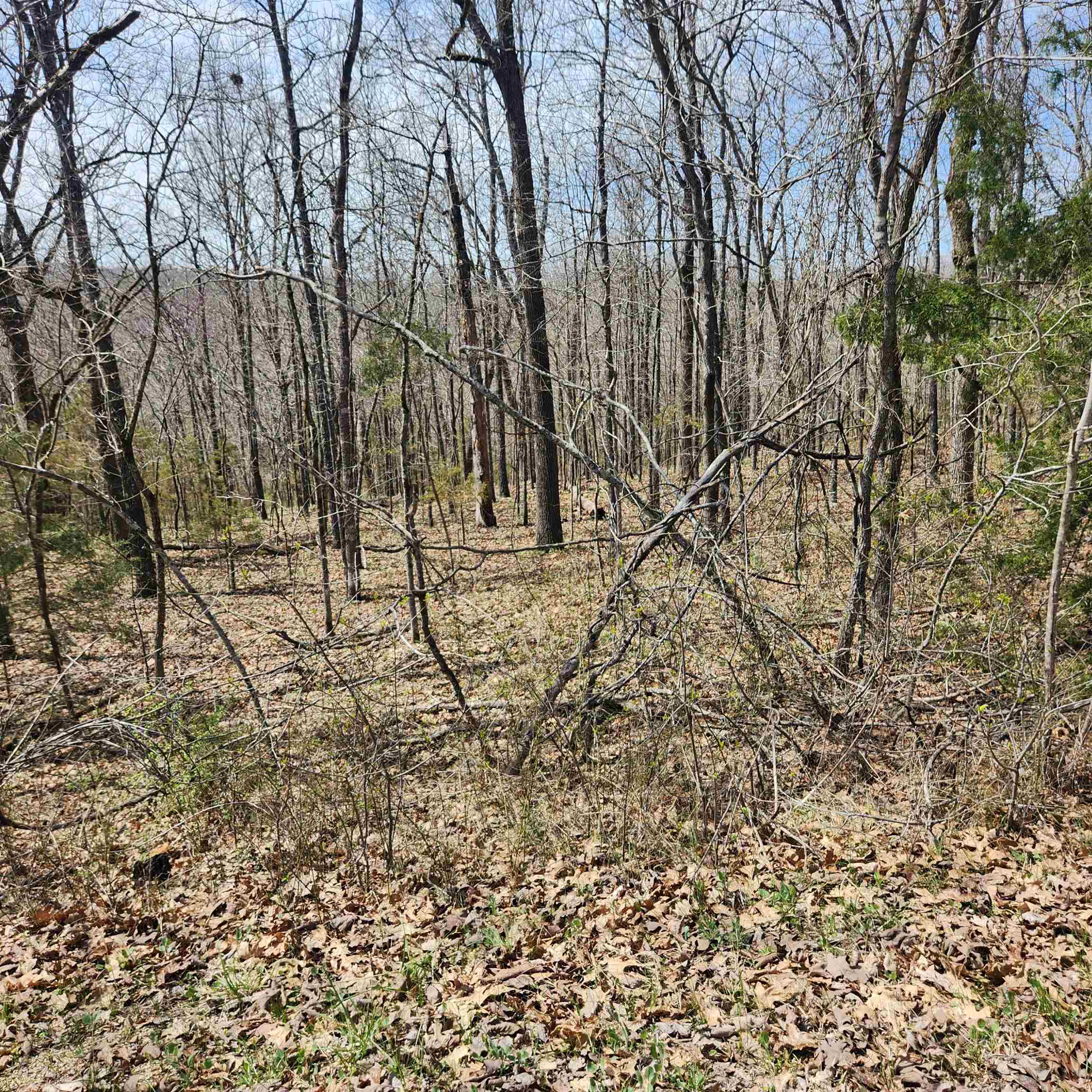 L-2 B-11 Flathead  Cherokee Village, AR