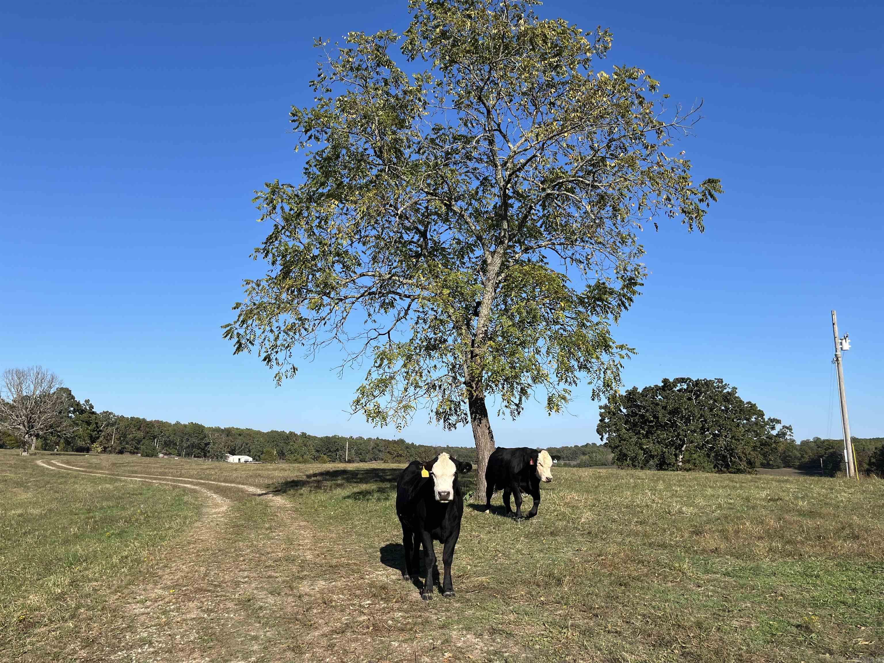 000 County Road 113  Alton, MO