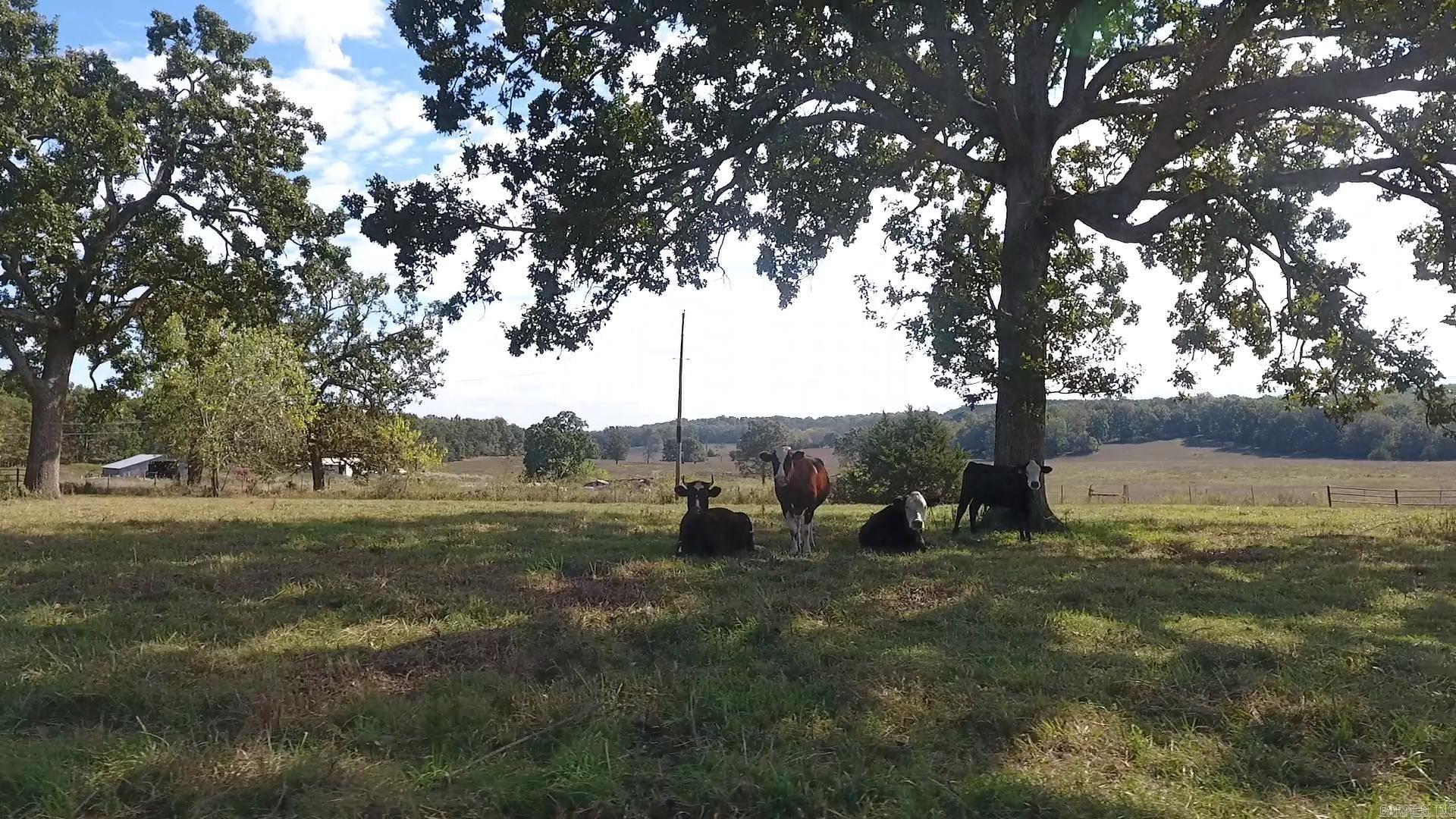 000 County Road 113  Alton, MO