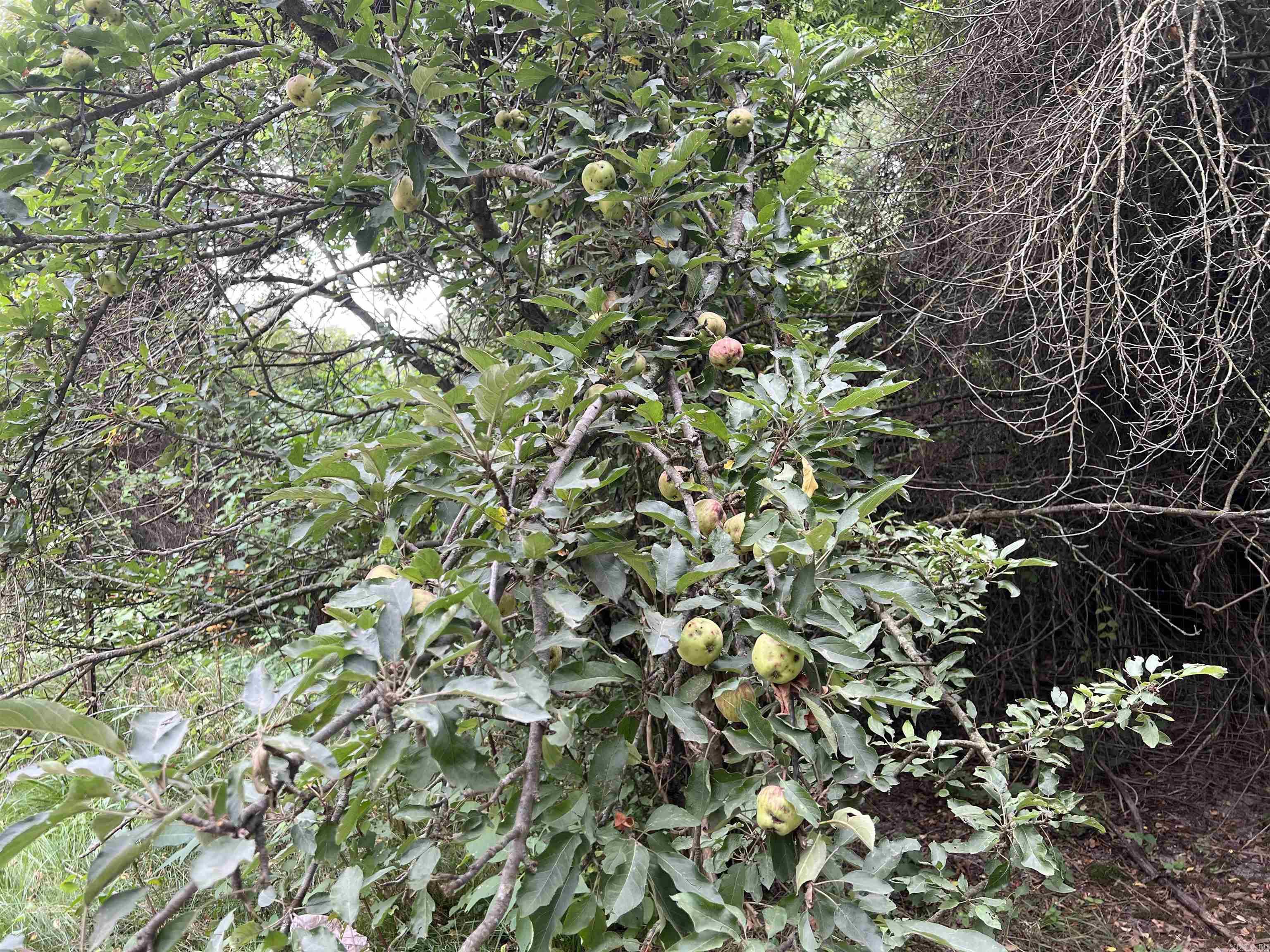 2758 N Center  Harrison, AR