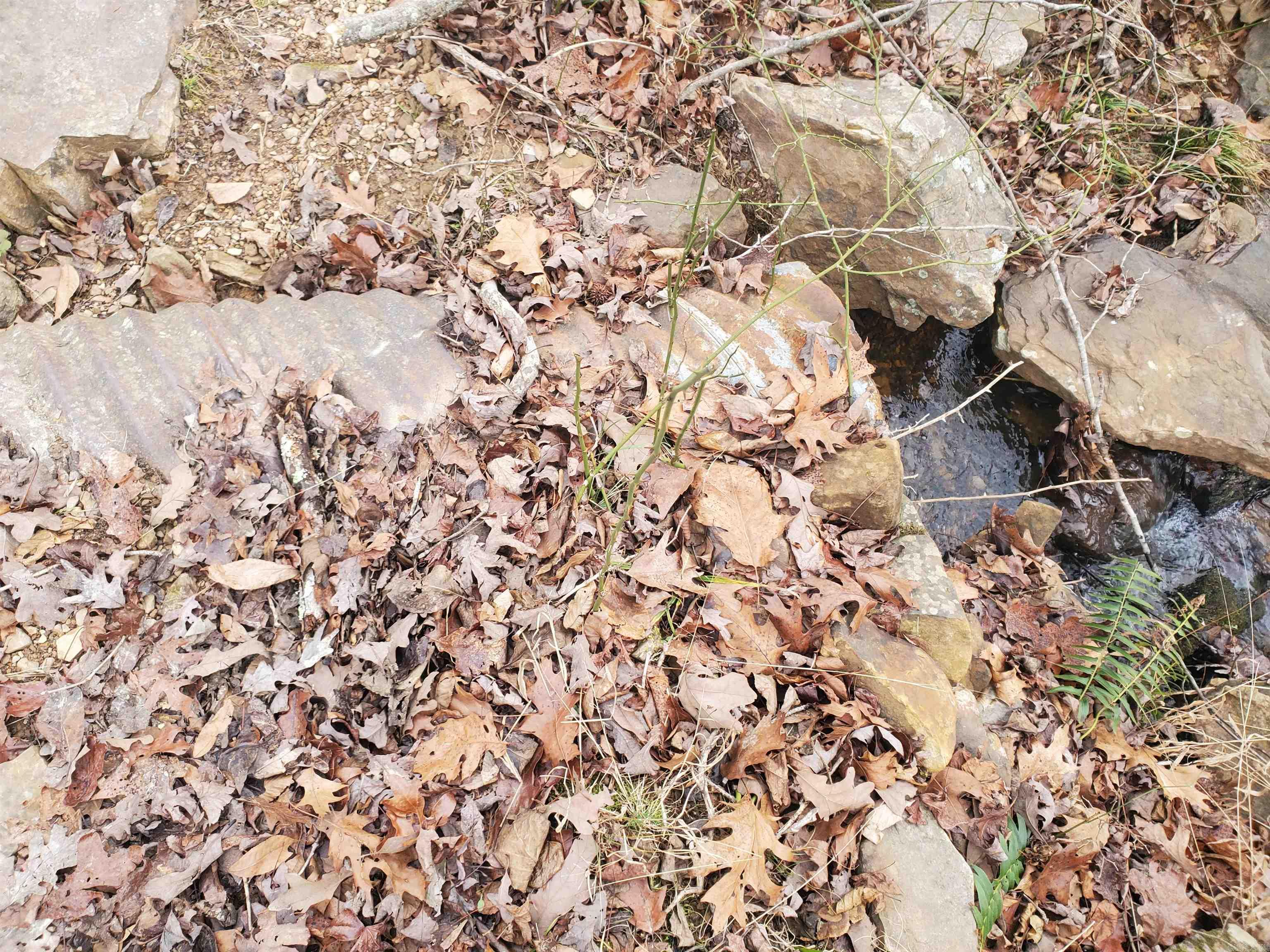 2340 Shady Grove Road Leslie, AR 72645