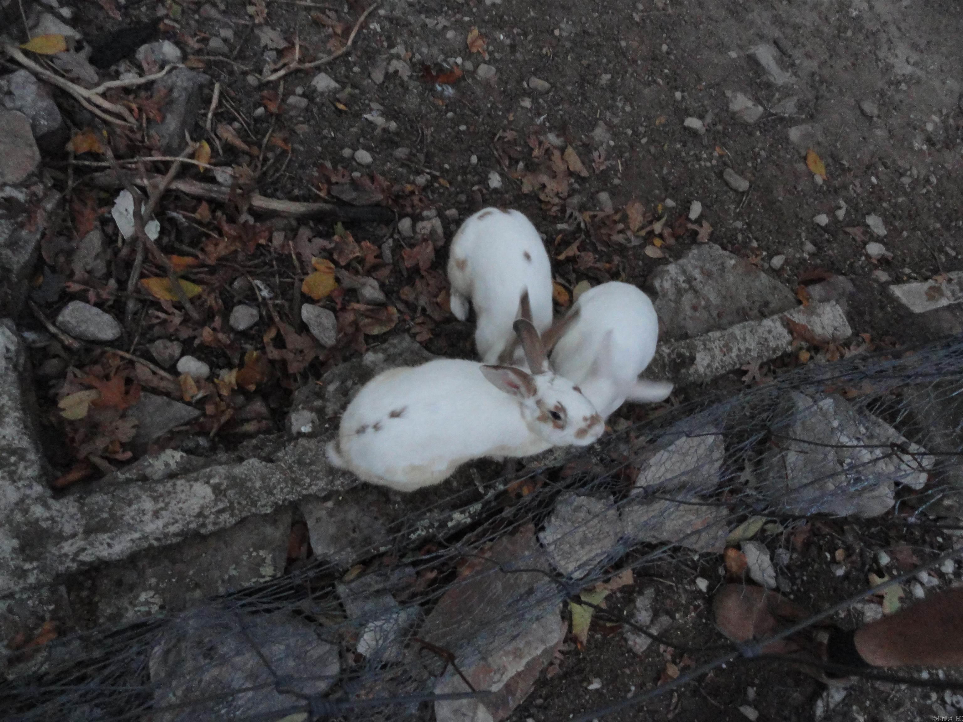 2340 Shady Grove Road Leslie, AR 72645