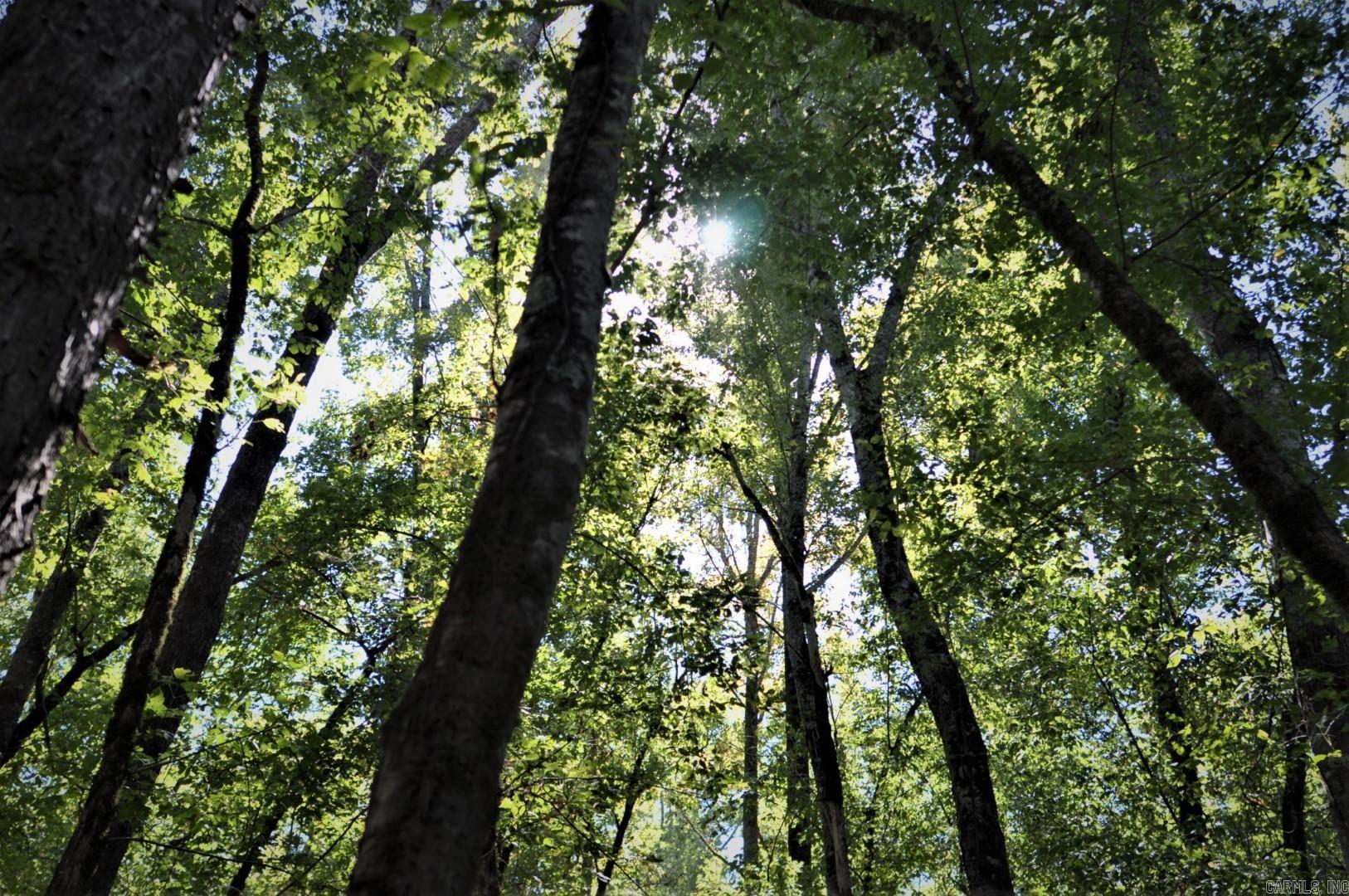 000 Dallas 273  Sparkman, AR