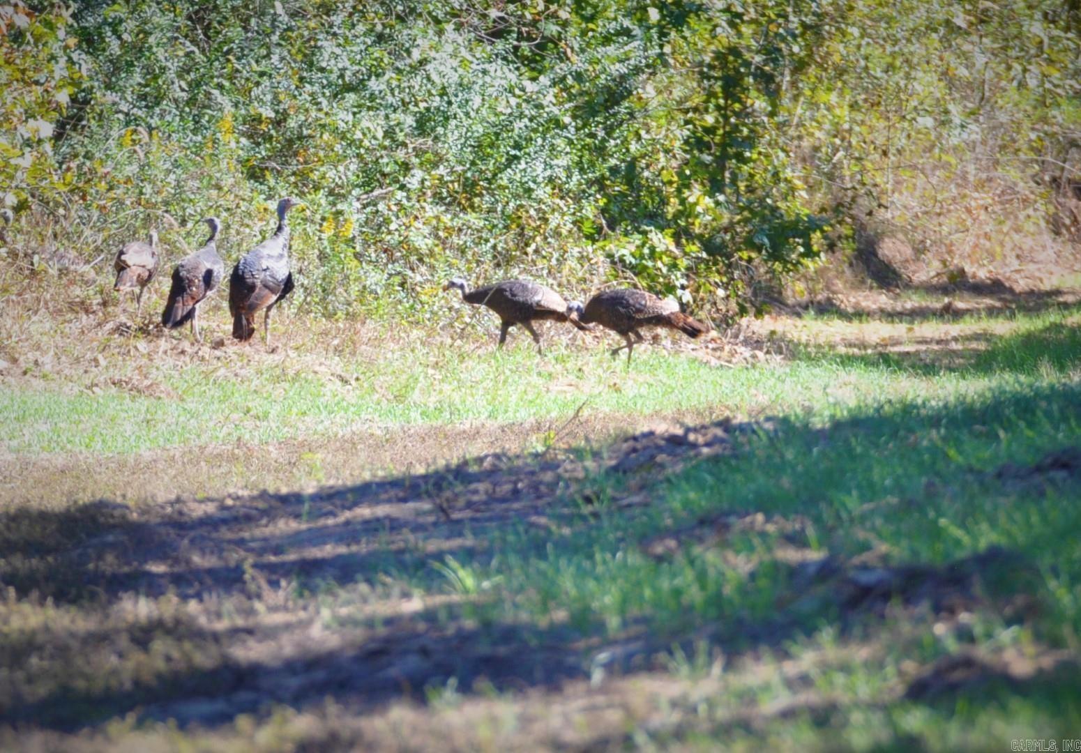 000 Dallas 273  Sparkman, AR