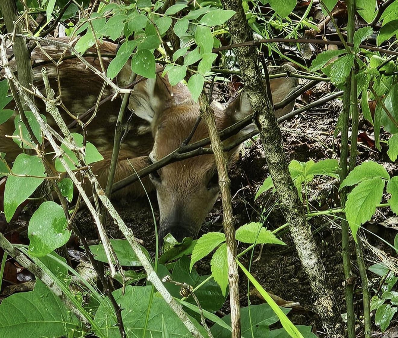 40 acres Squirrel Road  Imboden, AR