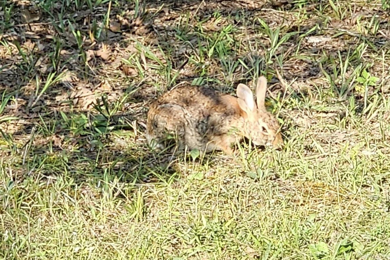 40 acres Squirrel Road  Imboden, AR