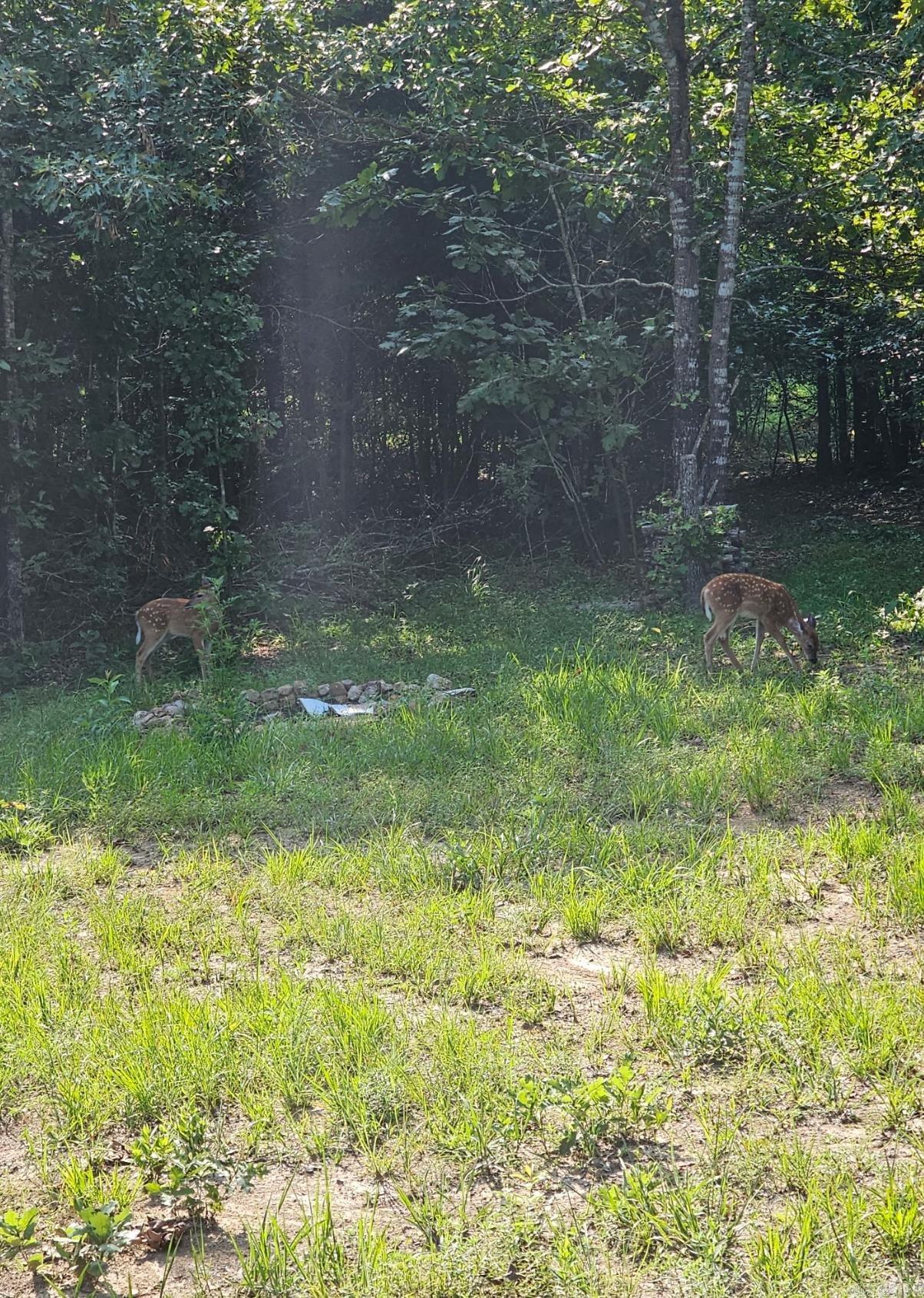 40 acres Squirrel Road  Imboden, AR