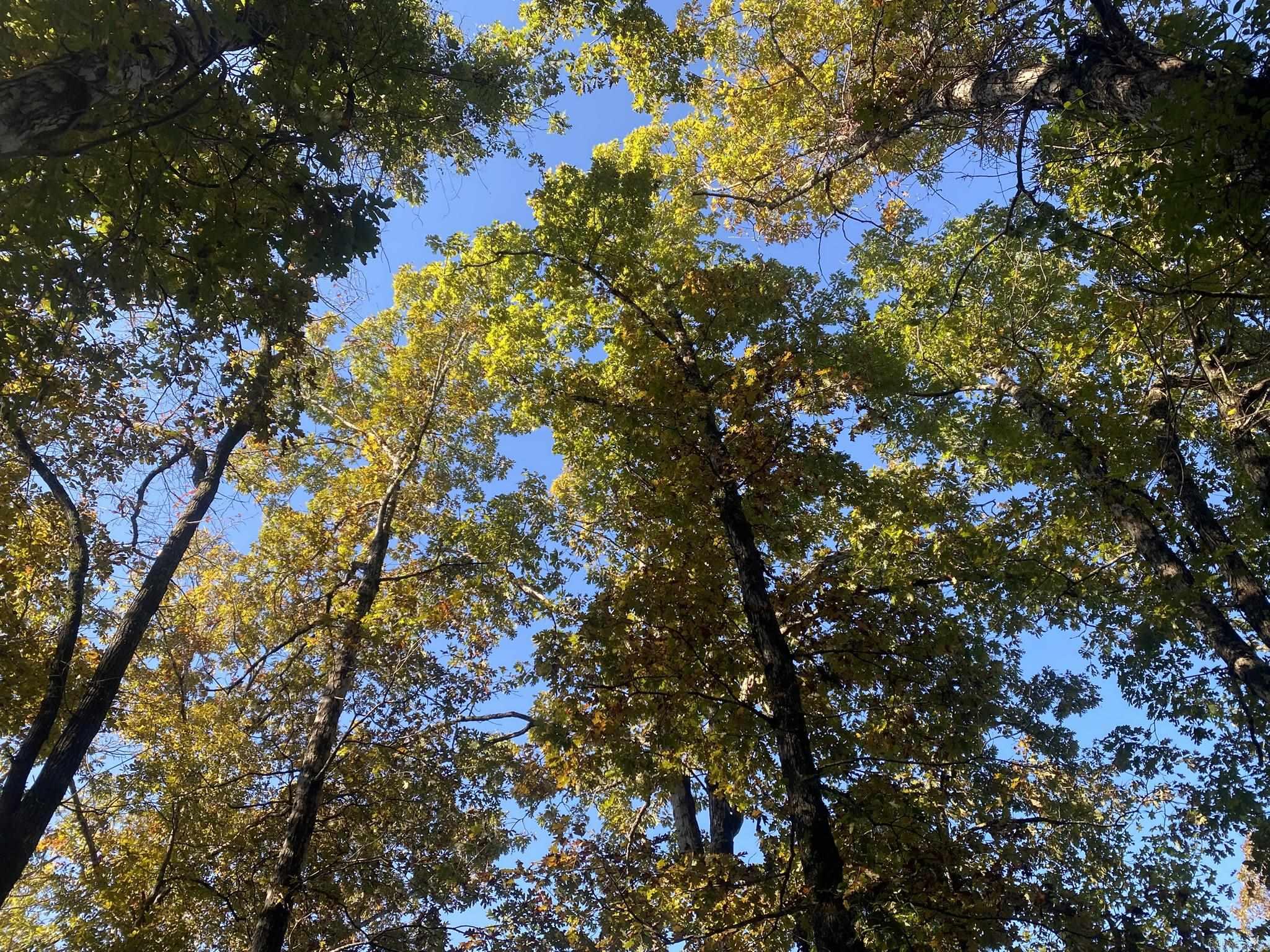 000 Jensen  Mountain View, AR