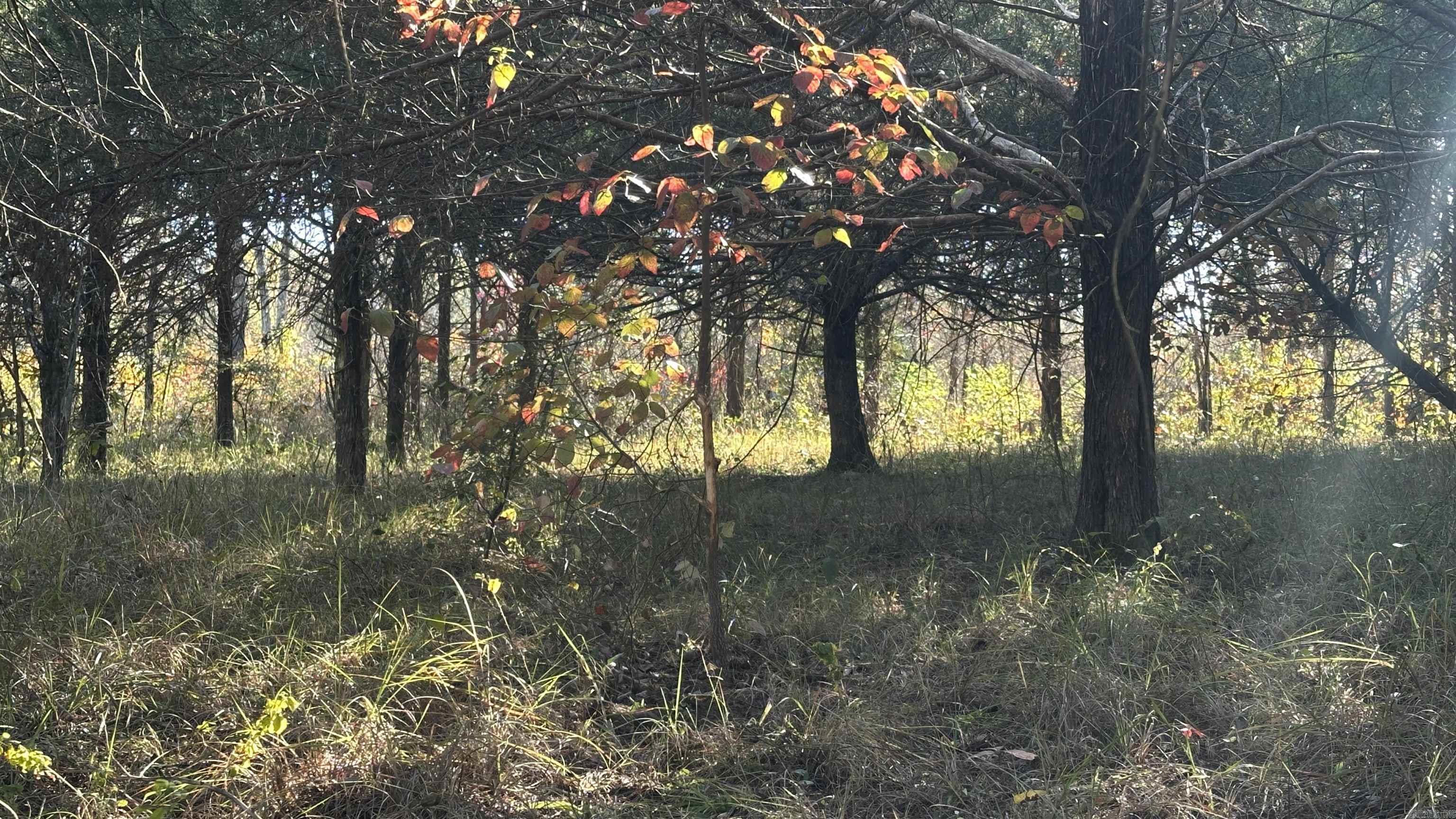 000 Schales Rd.  Sitka, AR