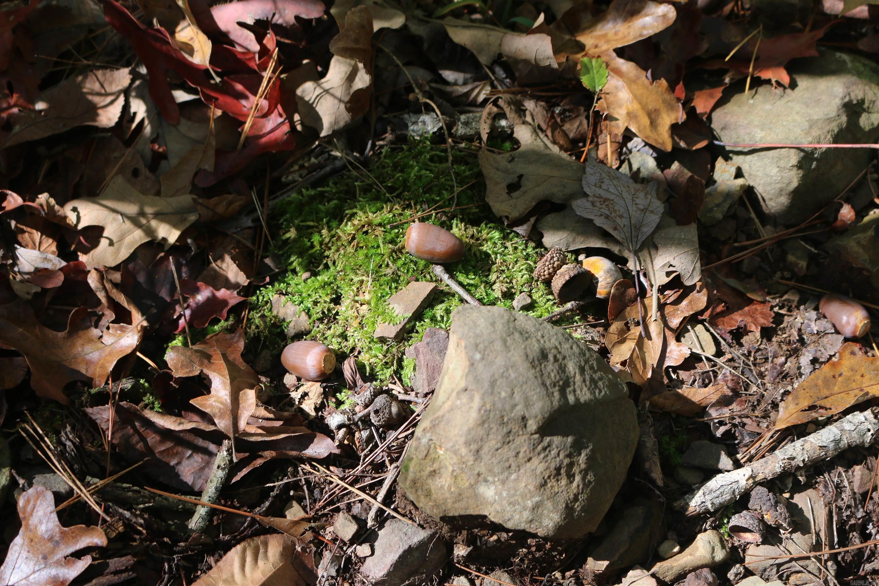 000 Bell Lane  Boles, AR