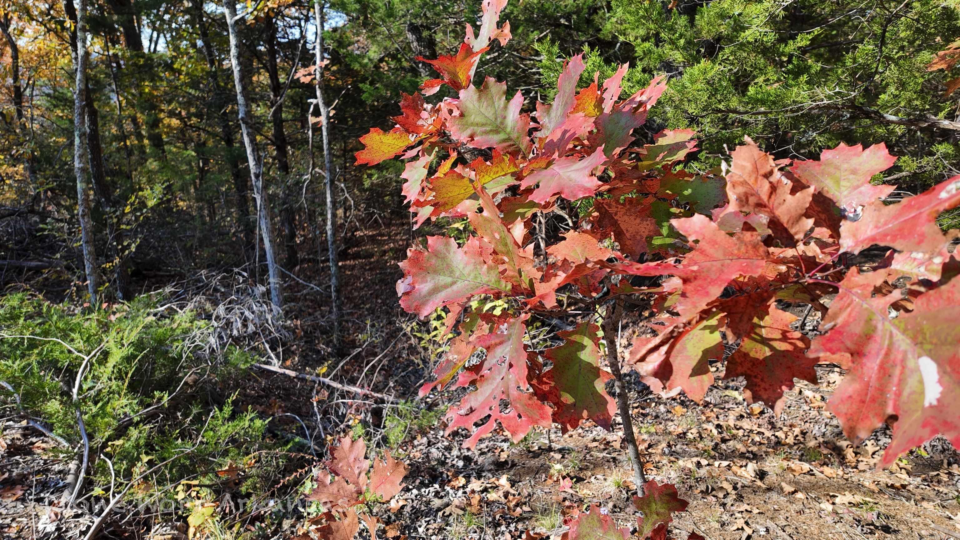 000 Range  Marshall, AR