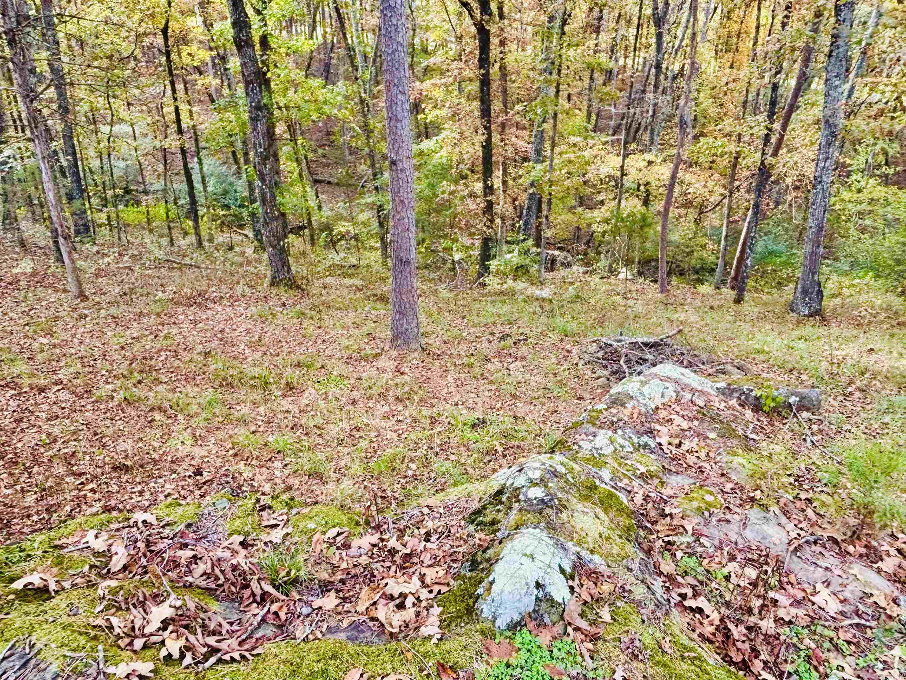 6575 Banner Mountain Road Shirley, AR 72153-0000