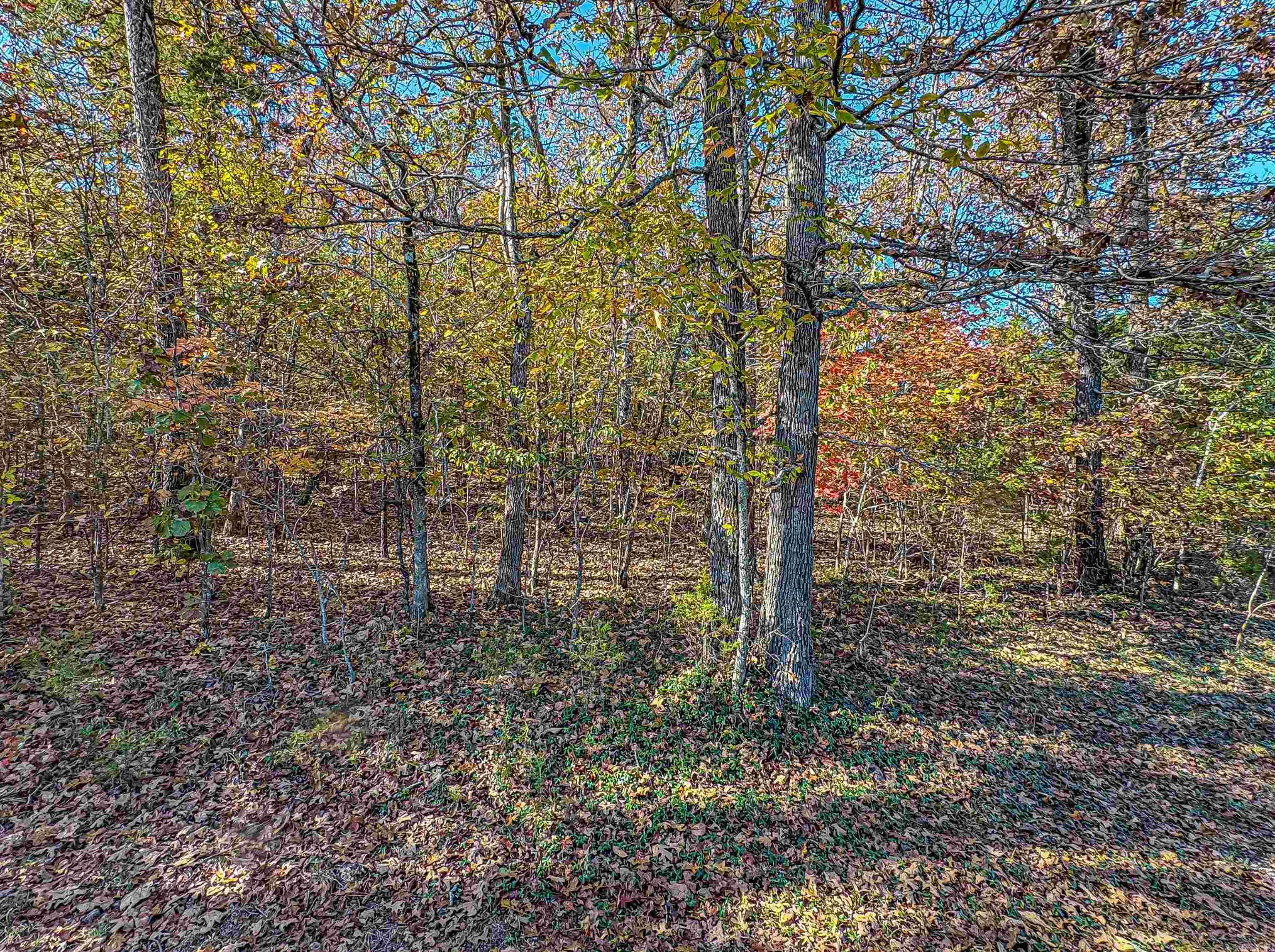 1113 Thousand Oaks  Yellville, AR