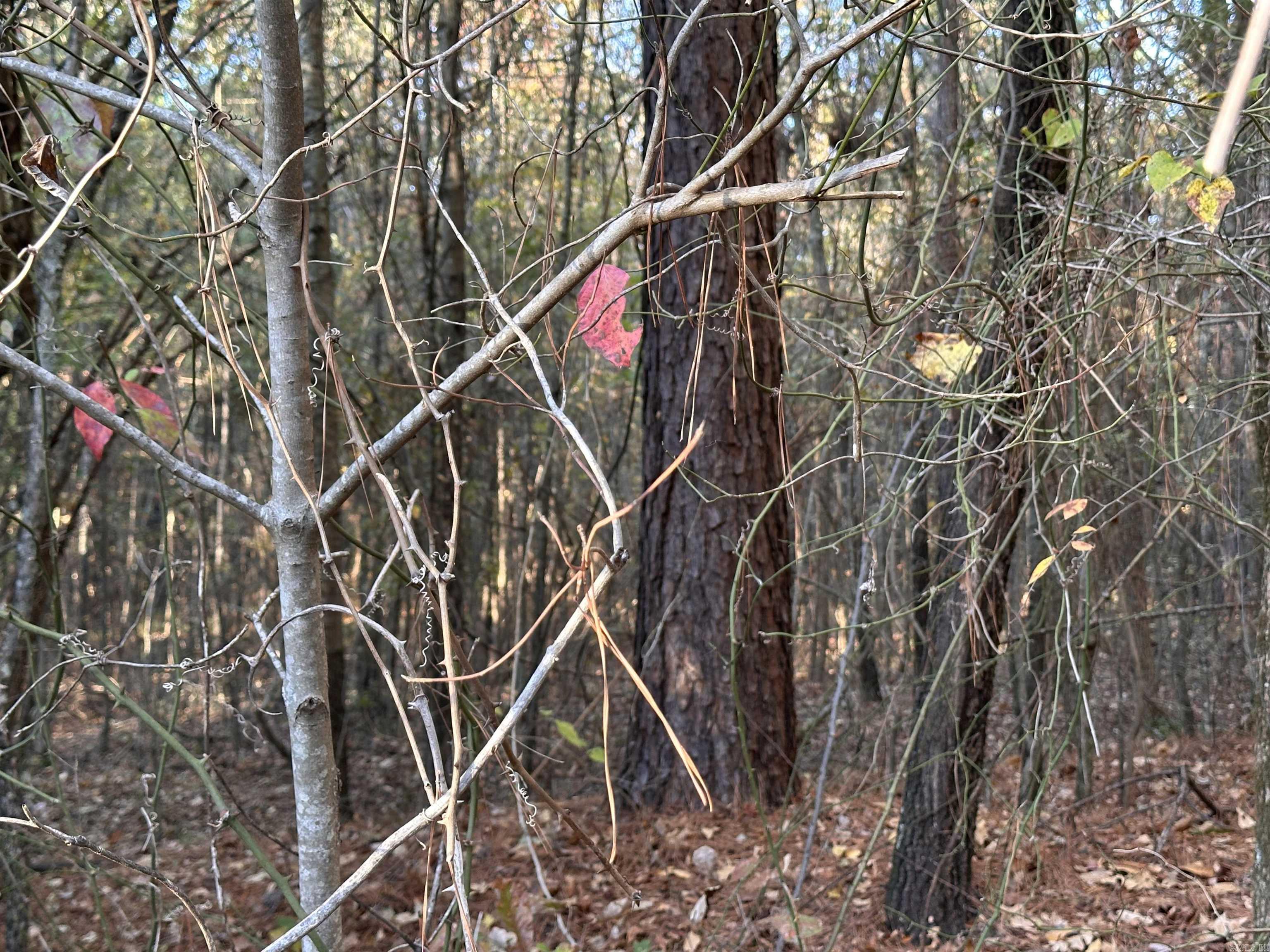 0 Co Rd 2117  Douglassville, TX