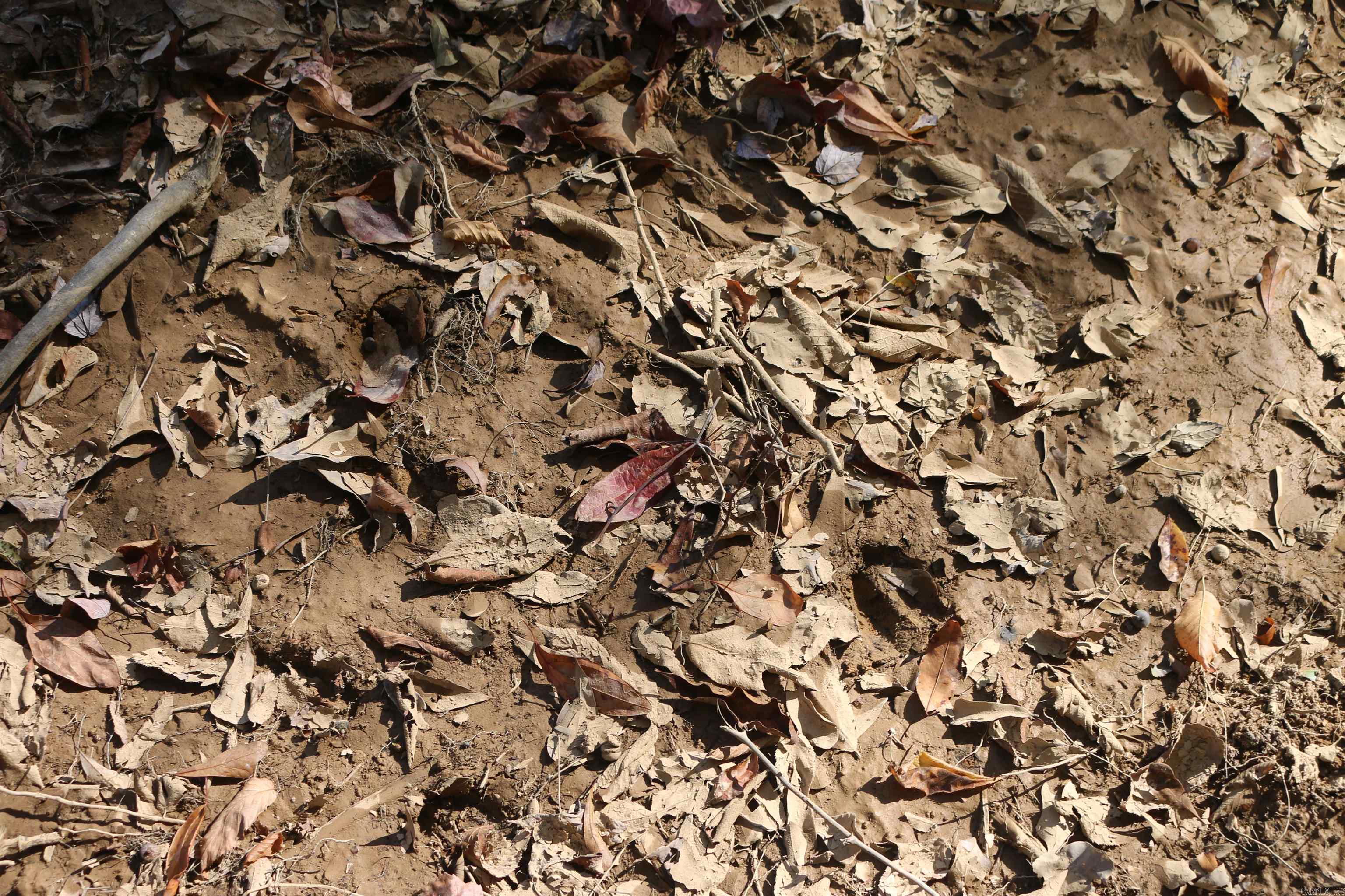 000 Kulp Road  Boles, AR