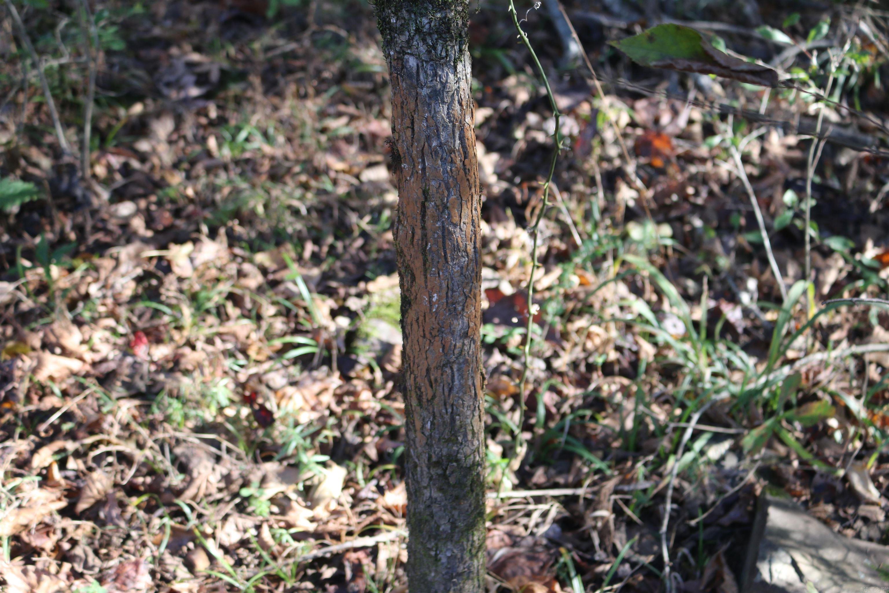 000 Kulp Road  Boles, AR