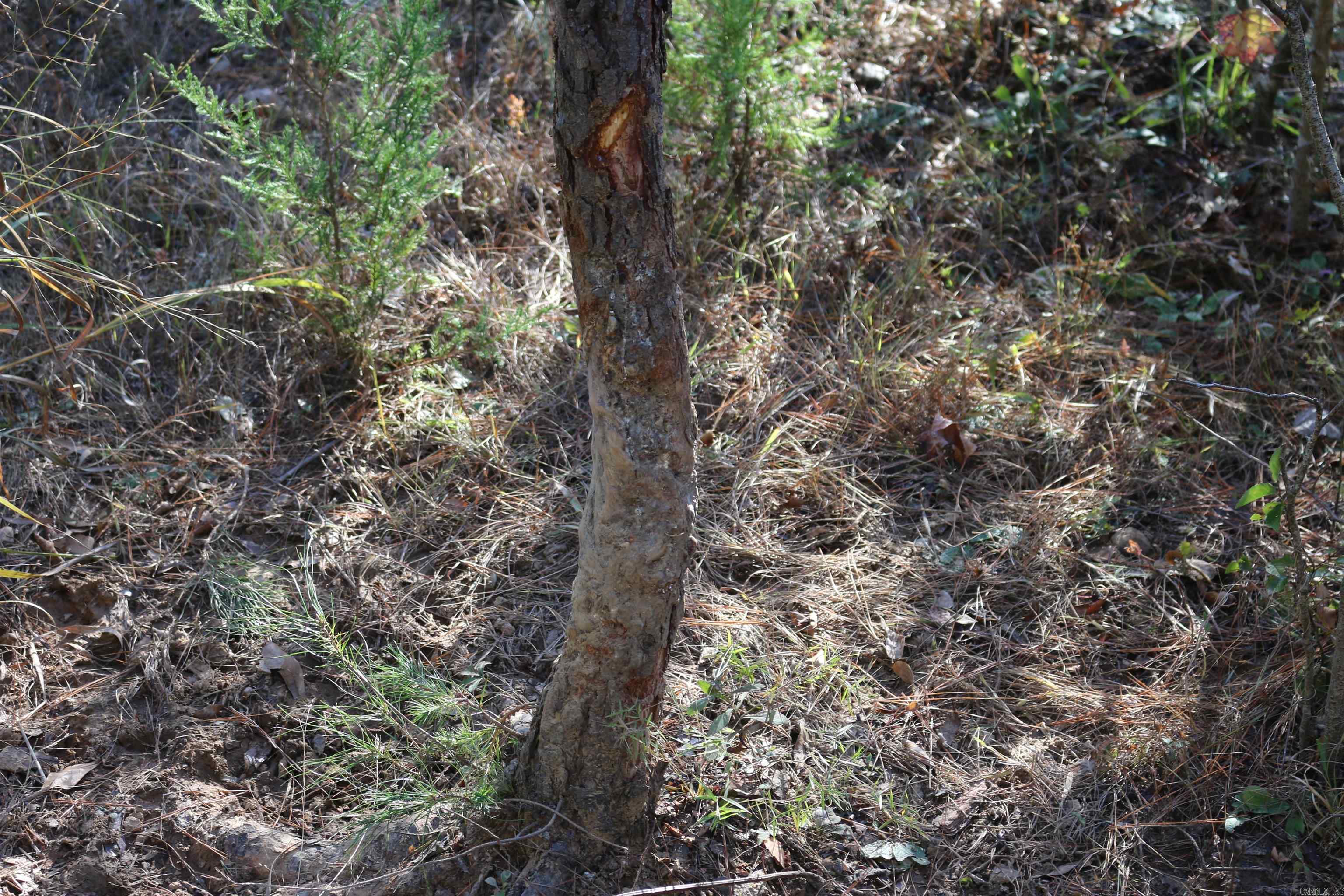 000 Kulp Road  Boles, AR