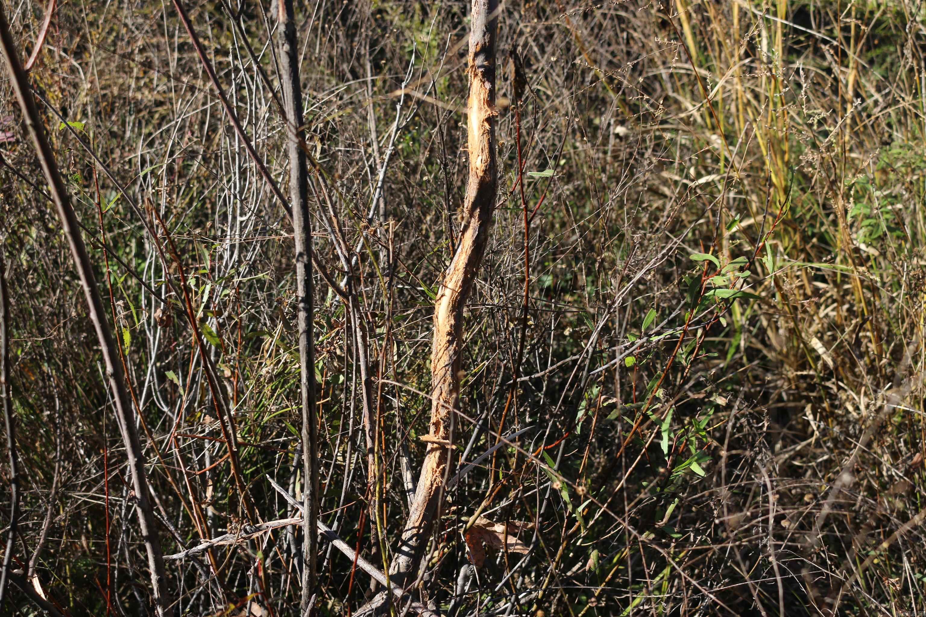 000 Kulp Road  Boles, AR