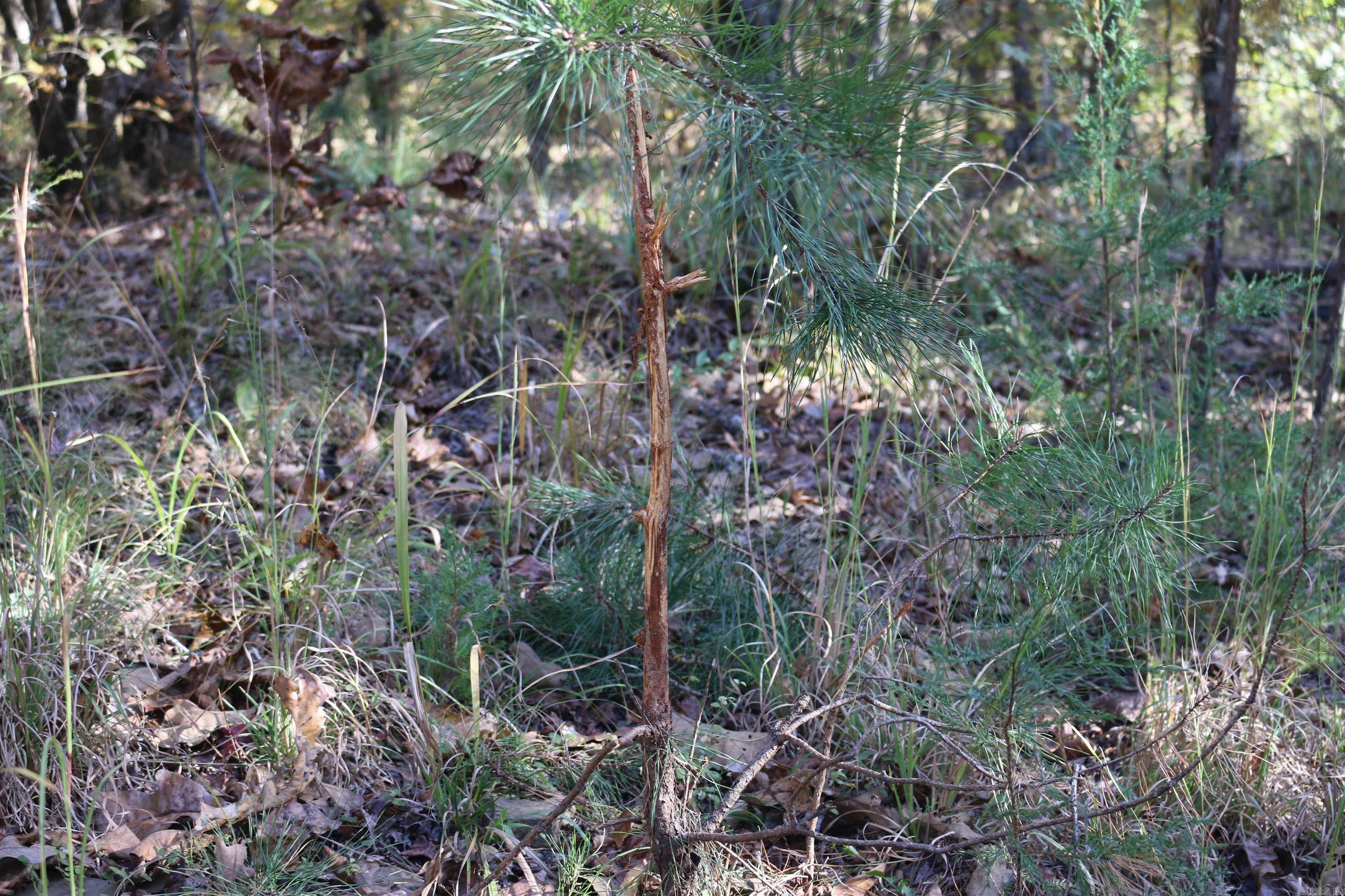 000 Kulp Road  Boles, AR