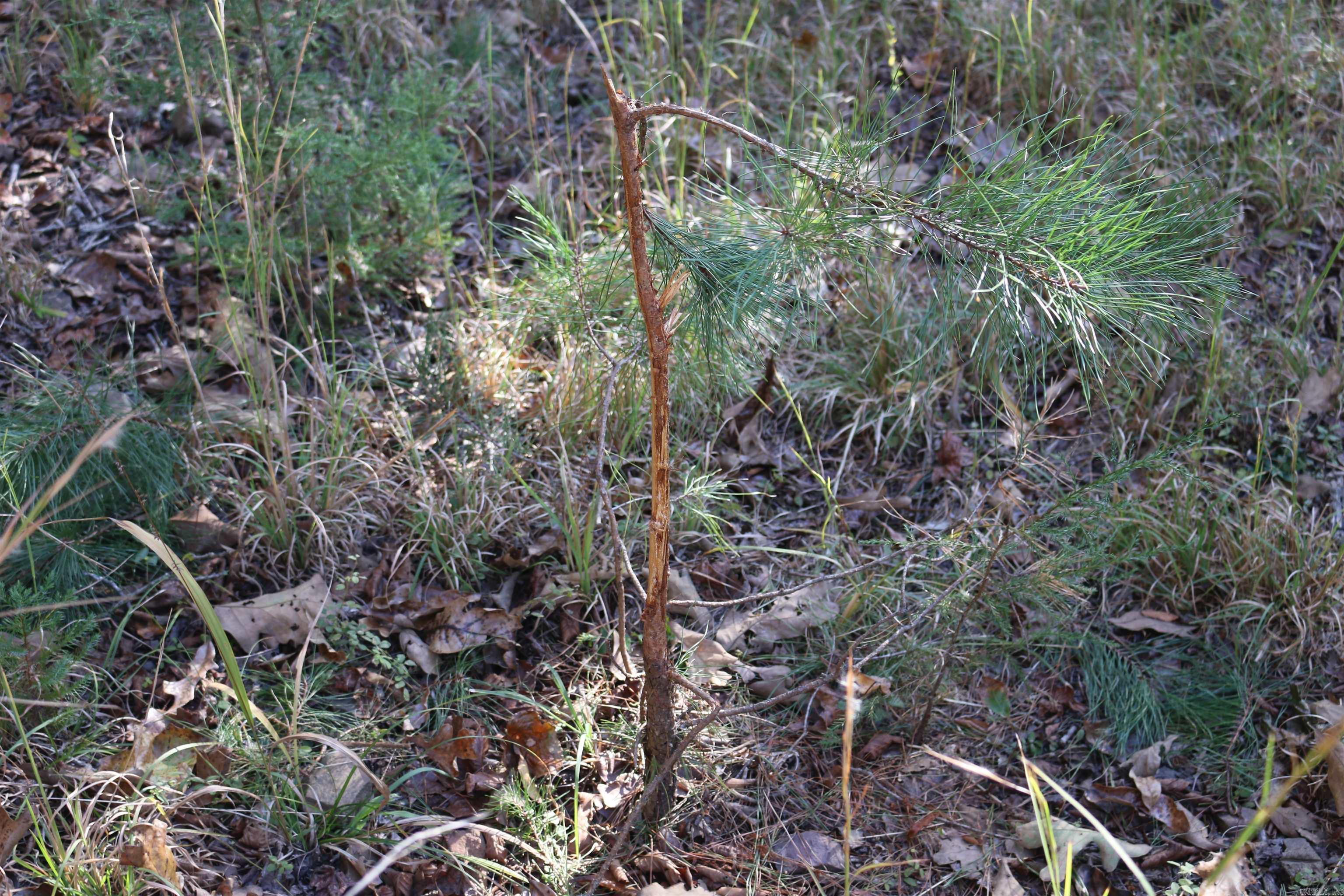 000 Kulp Road  Boles, AR