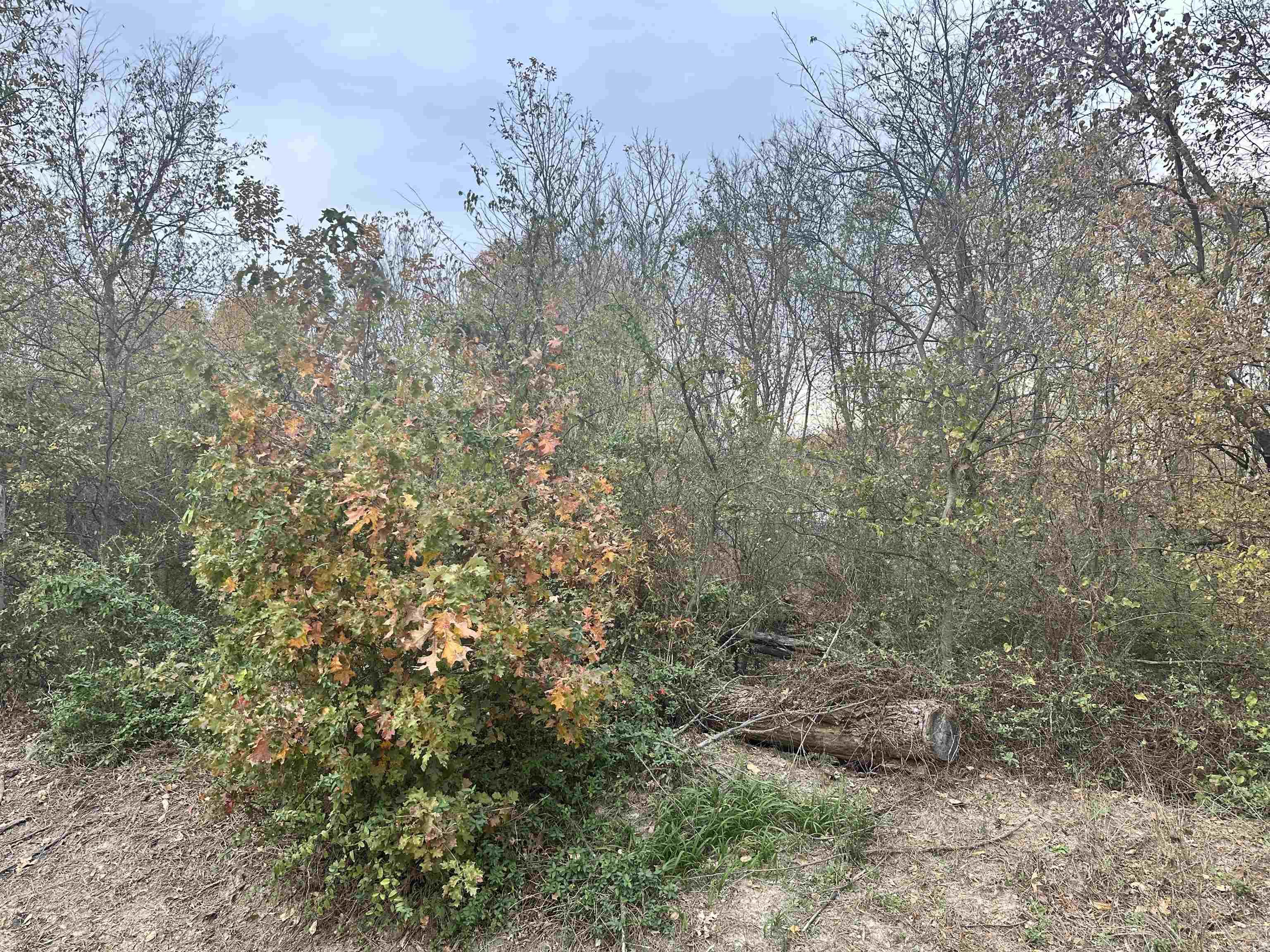 0 Main St  Alicia, AR